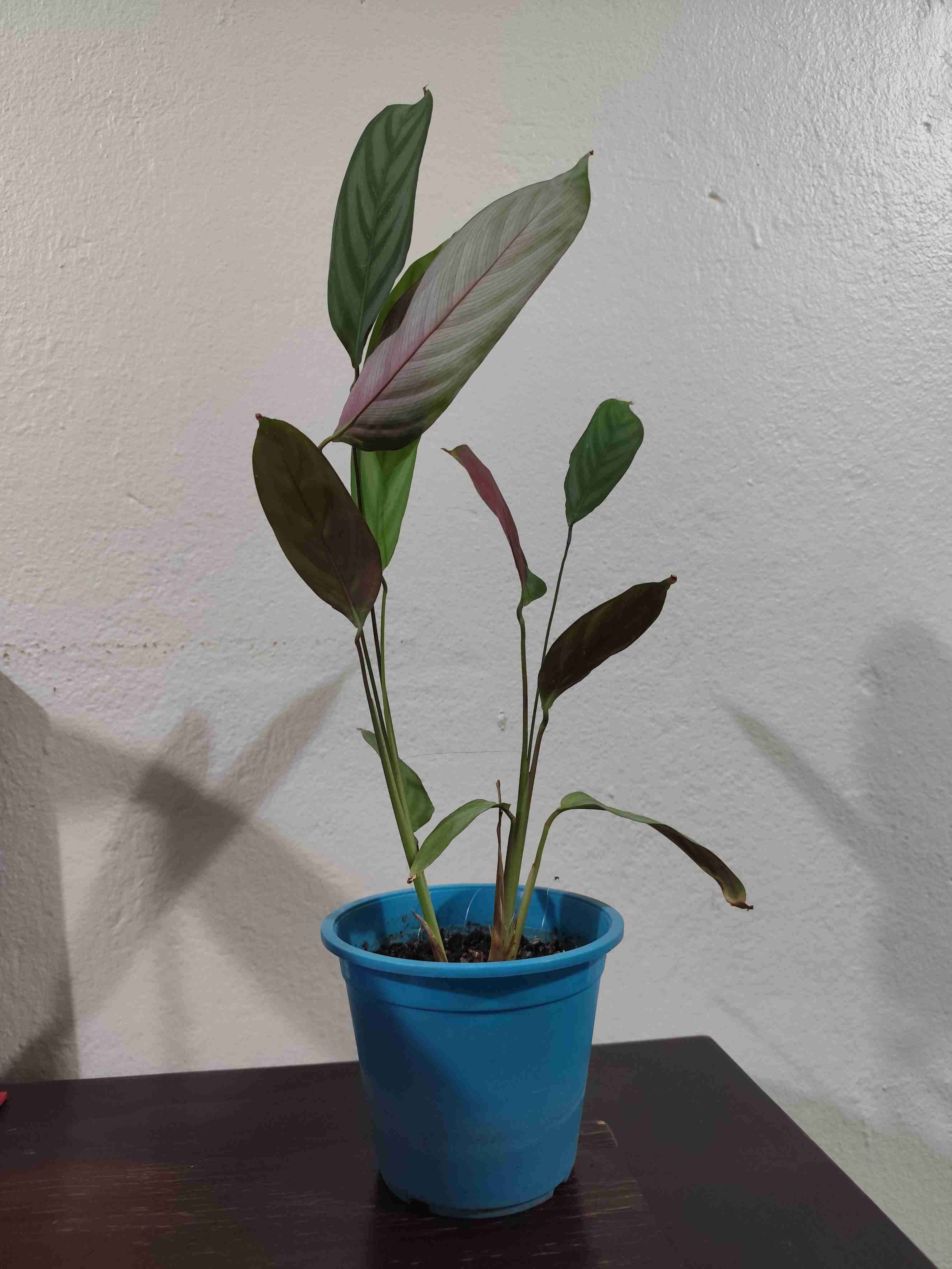 Planta de interior, Maranta. - miniatura 4