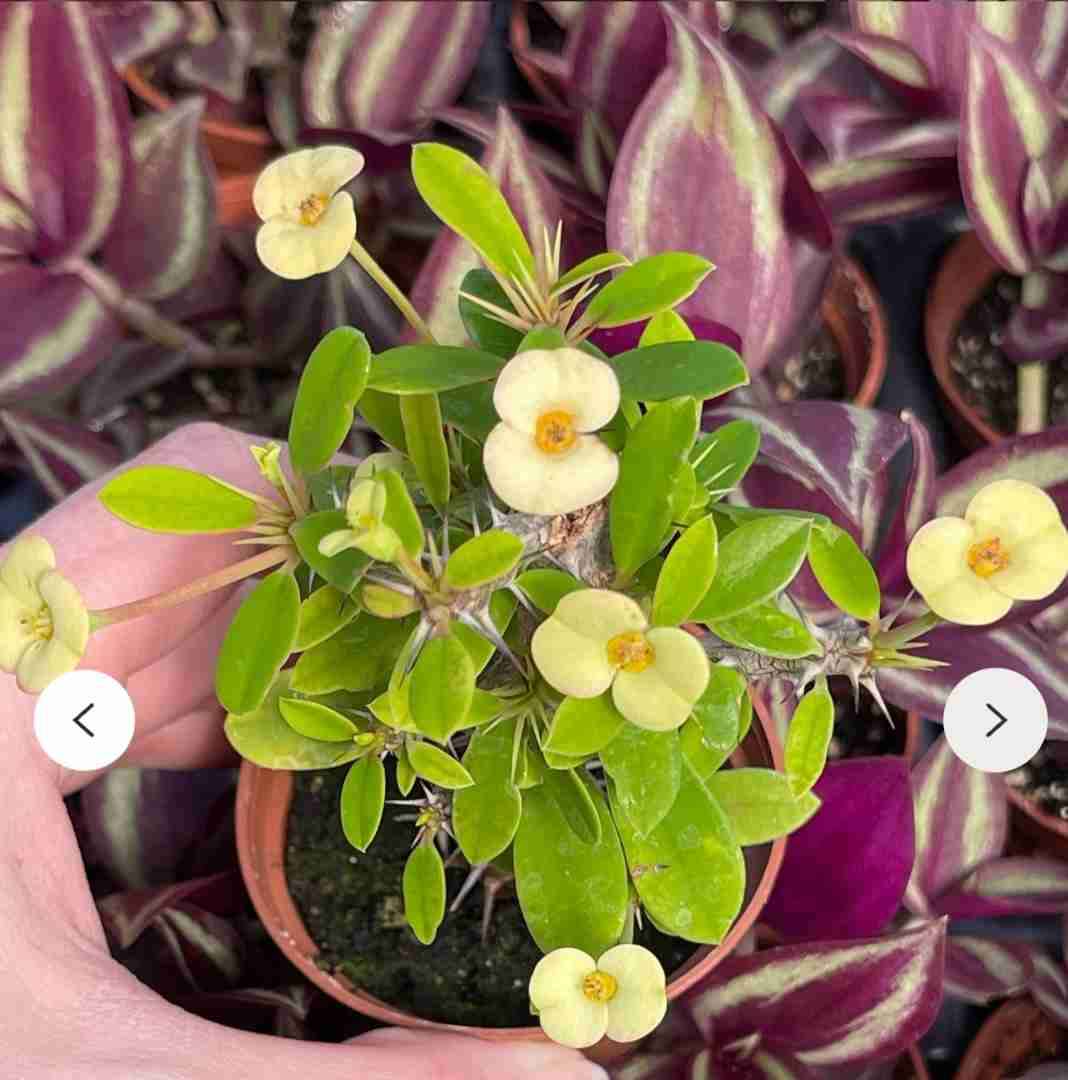 PLANTA CORONAS DE CRISTO FLOR AMARILLA - miniatura 1