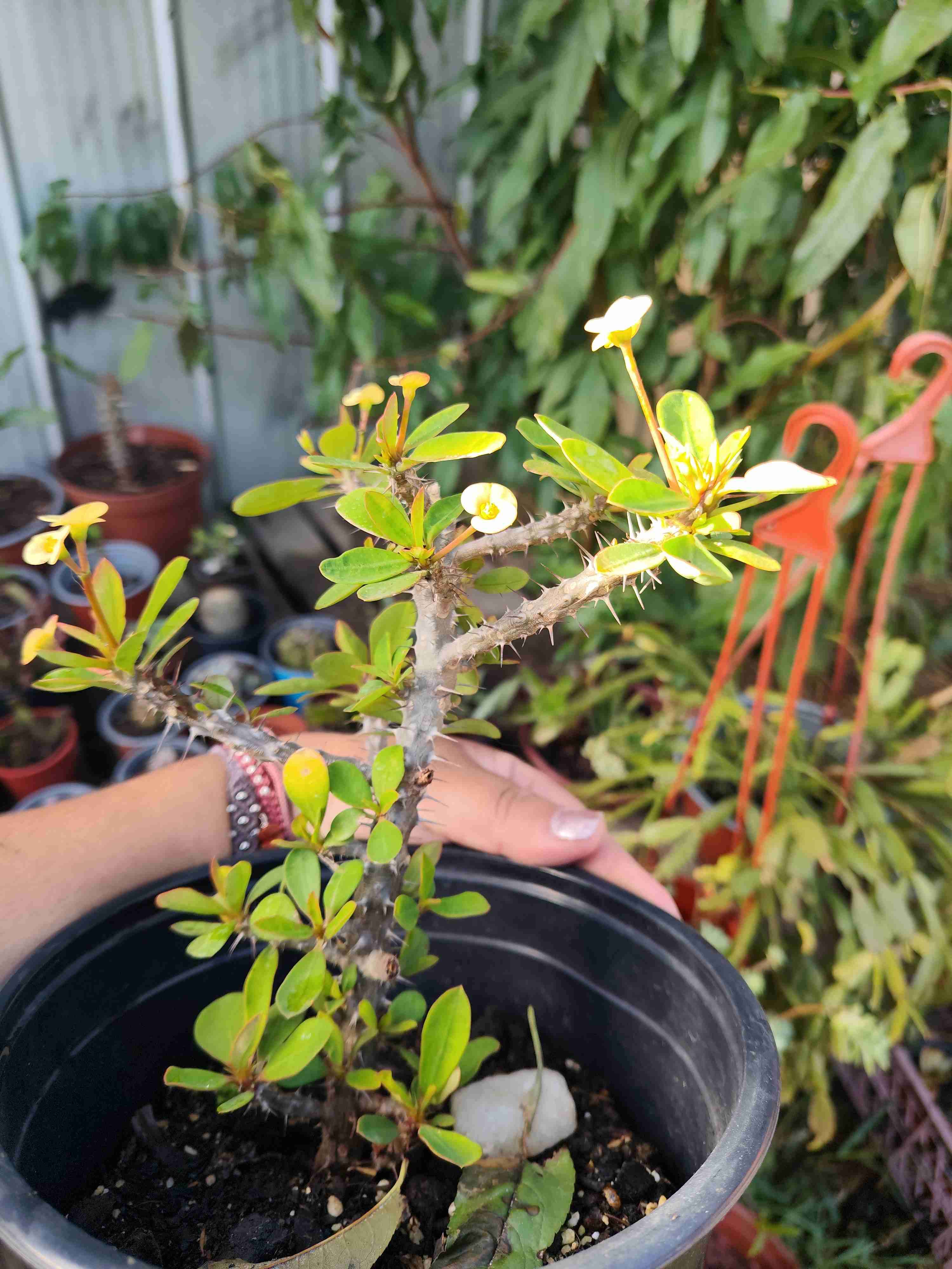 PLANTA CORONAS DE CRISTO FLOR AMARILLA - miniatura 3