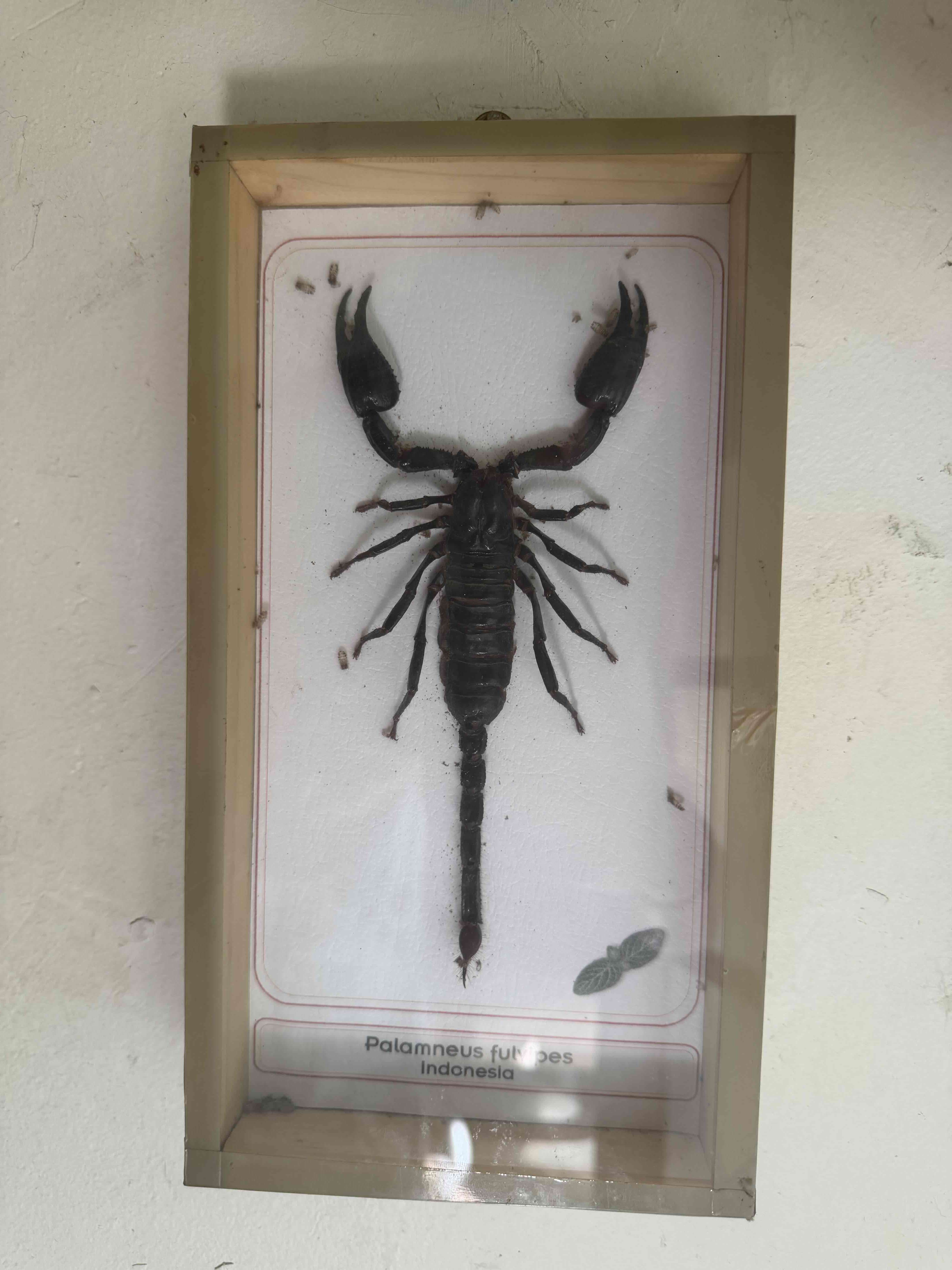 Escorpión disecado en marco