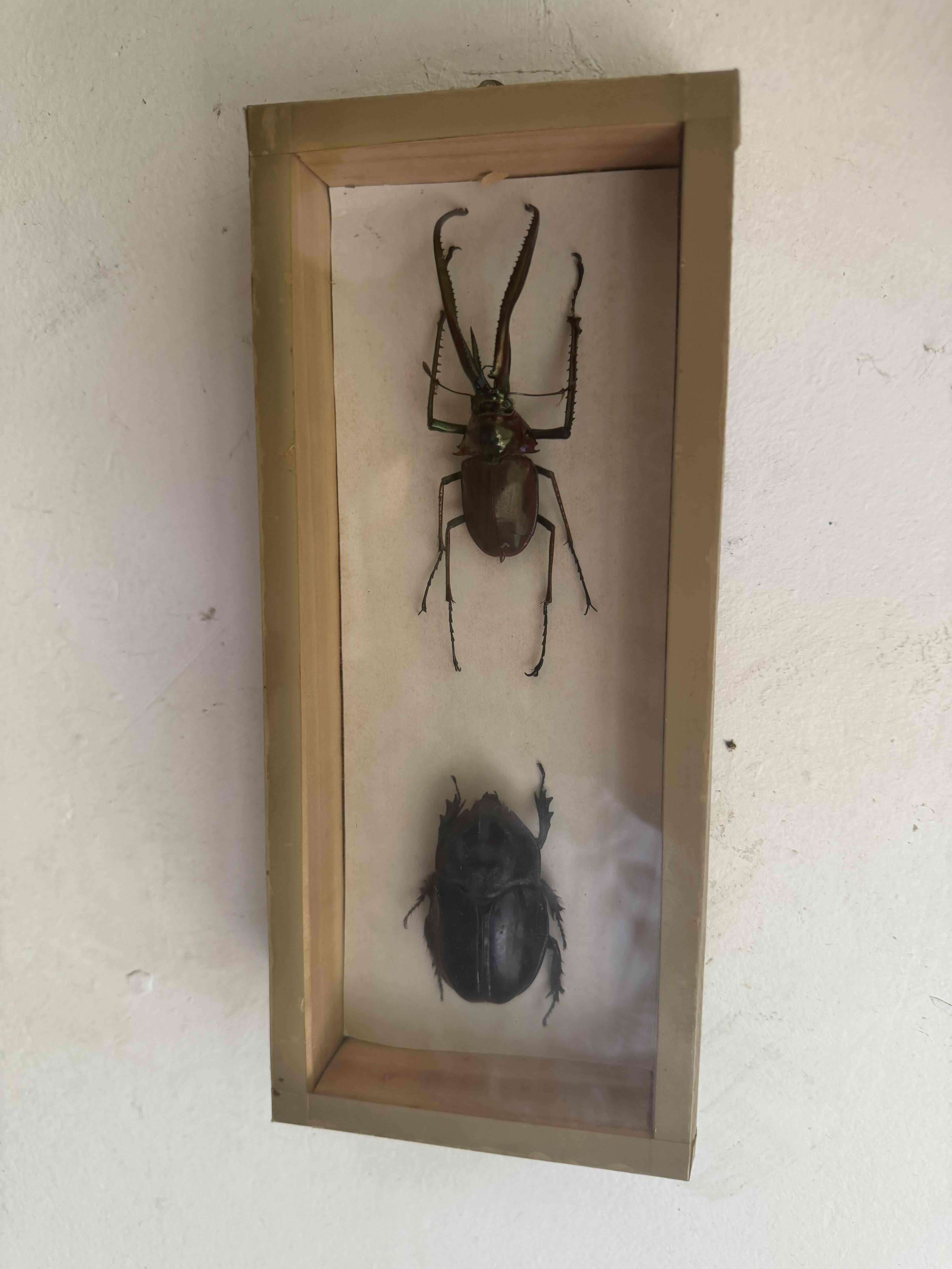 Caja con insectos disecados