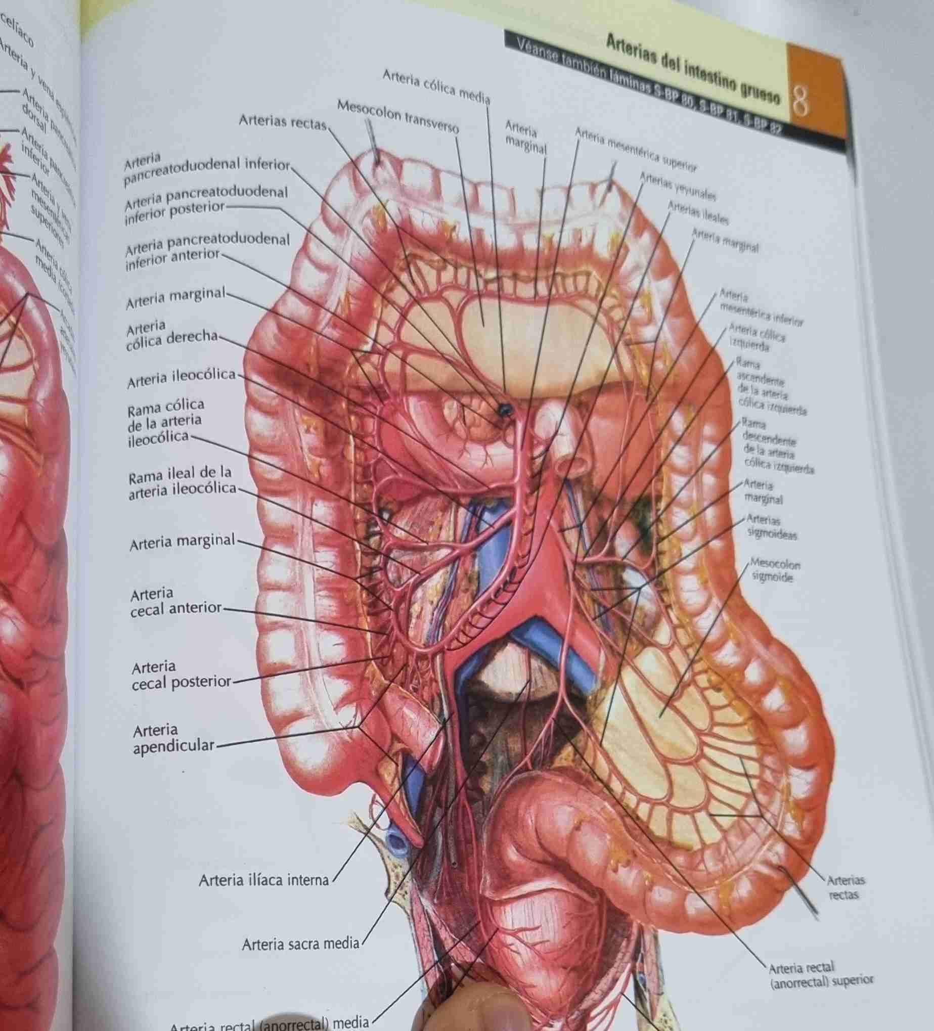 Atlas de anatomía humana Netter - miniatura 3
