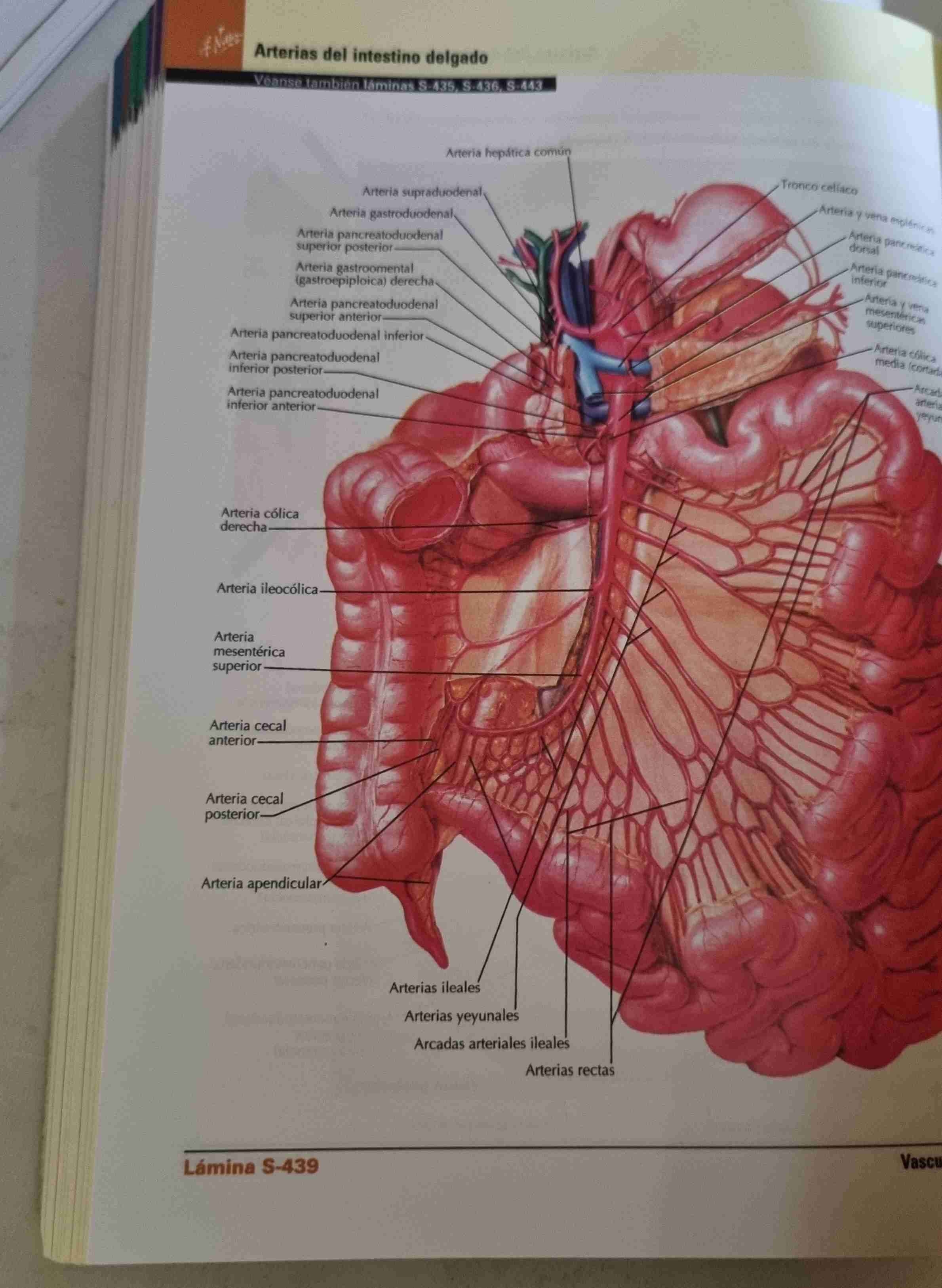 Atlas de anatomía humana Netter - miniatura 4