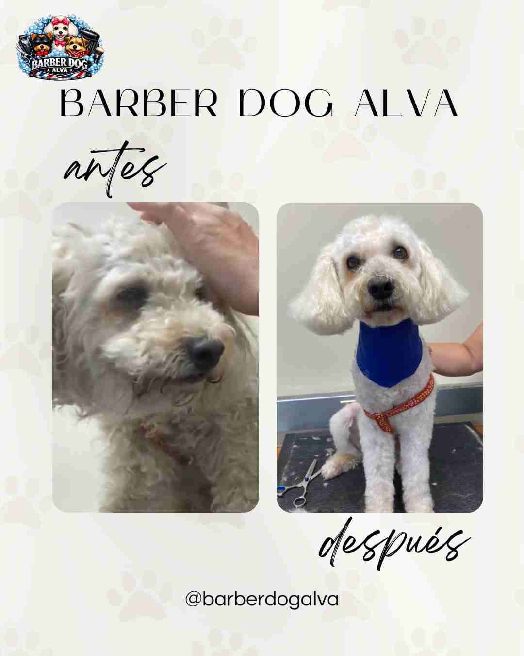 Servicio de peluquería canina - miniatura 4