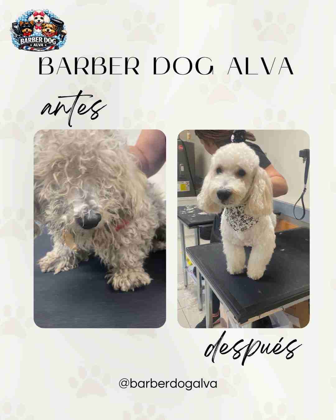 Servicio de peluquería canina - miniatura 5