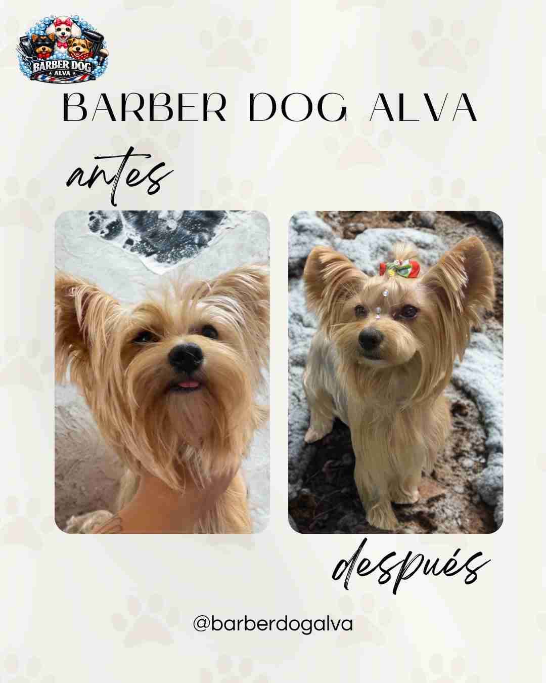 Servicio de peluquería canina - miniatura 6