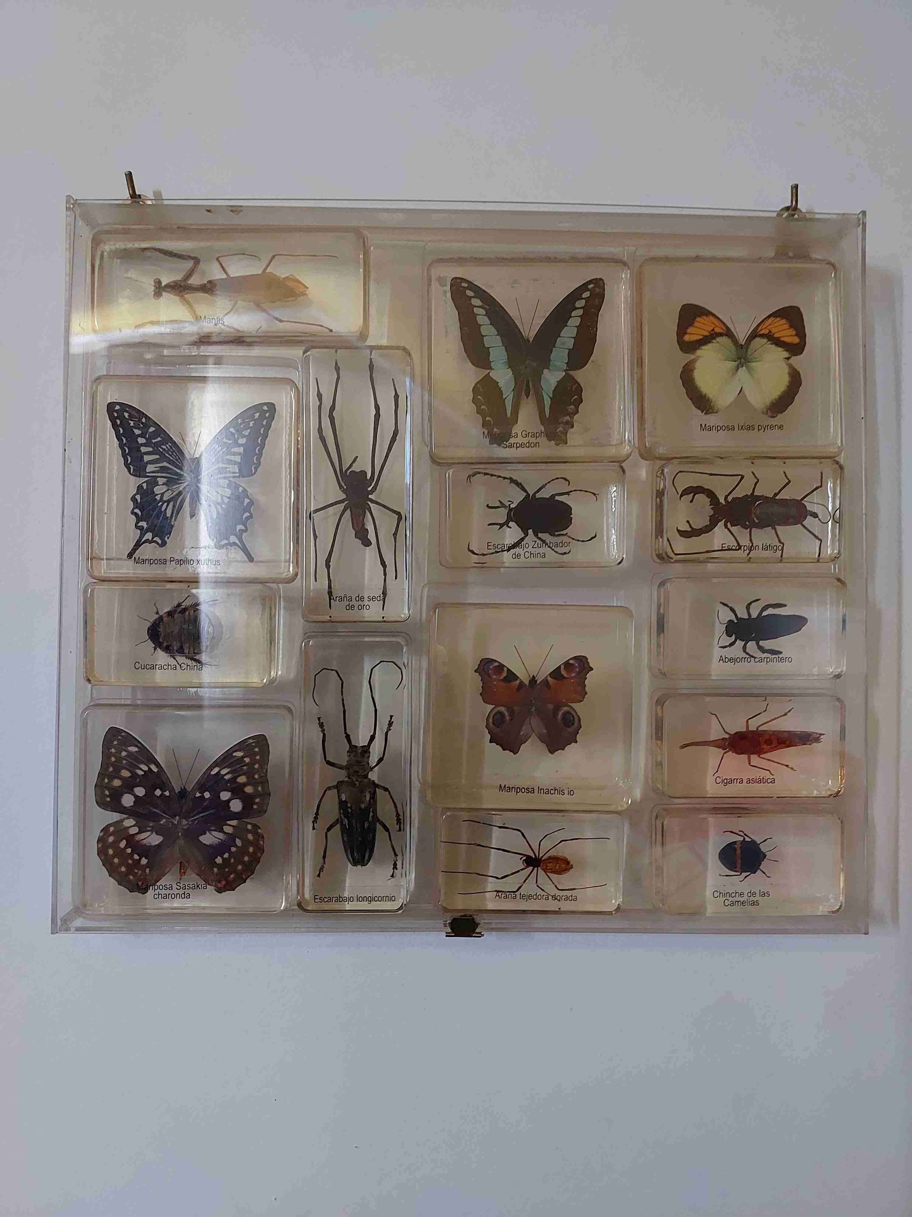 Colección mariposas y insectos