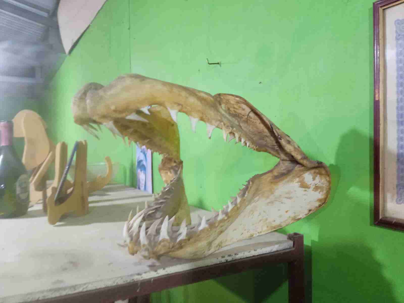 Mandíbula de tiburón decorativa