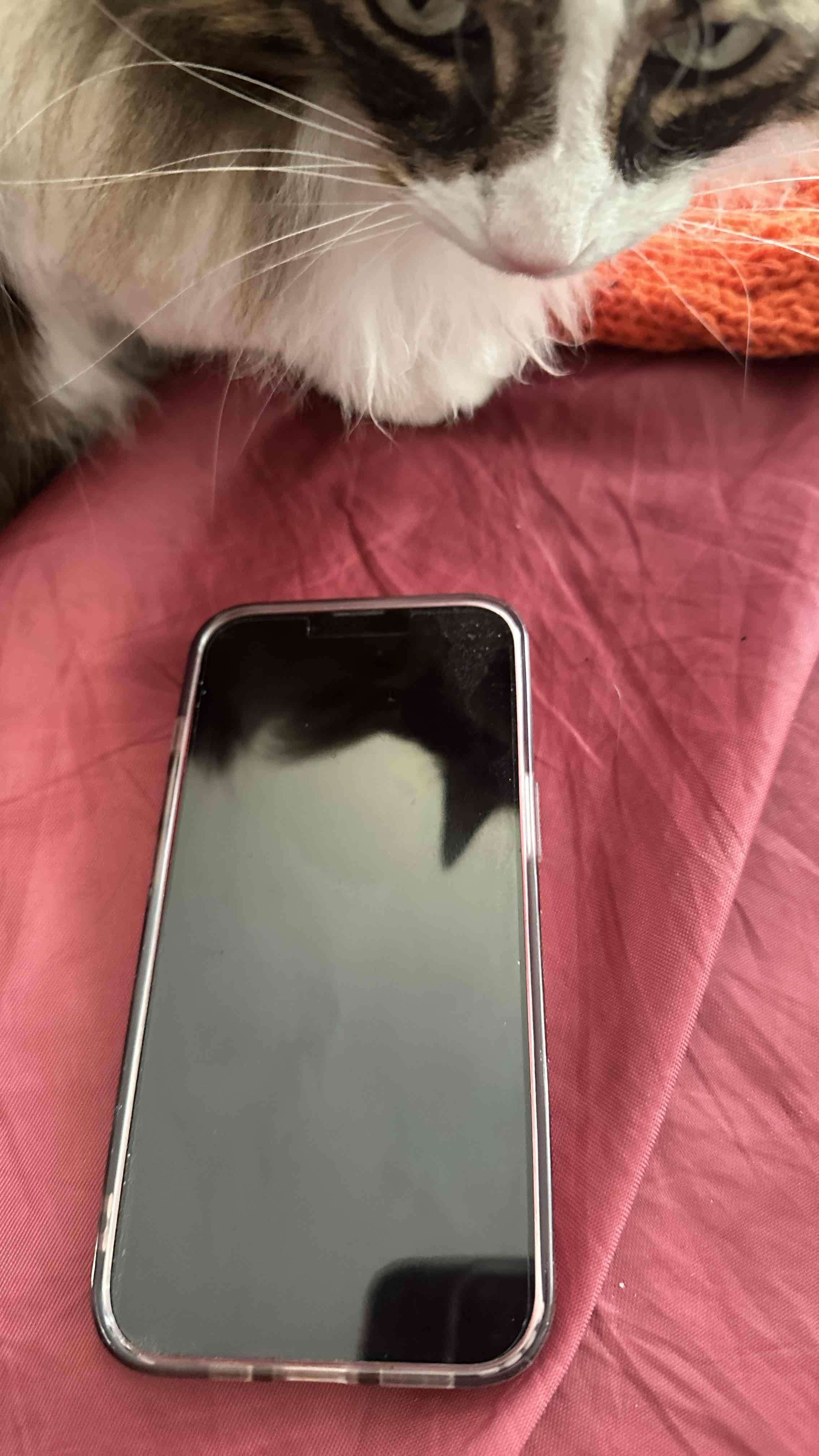 Iphone 13 con cargador y accesorios - miniatura 1