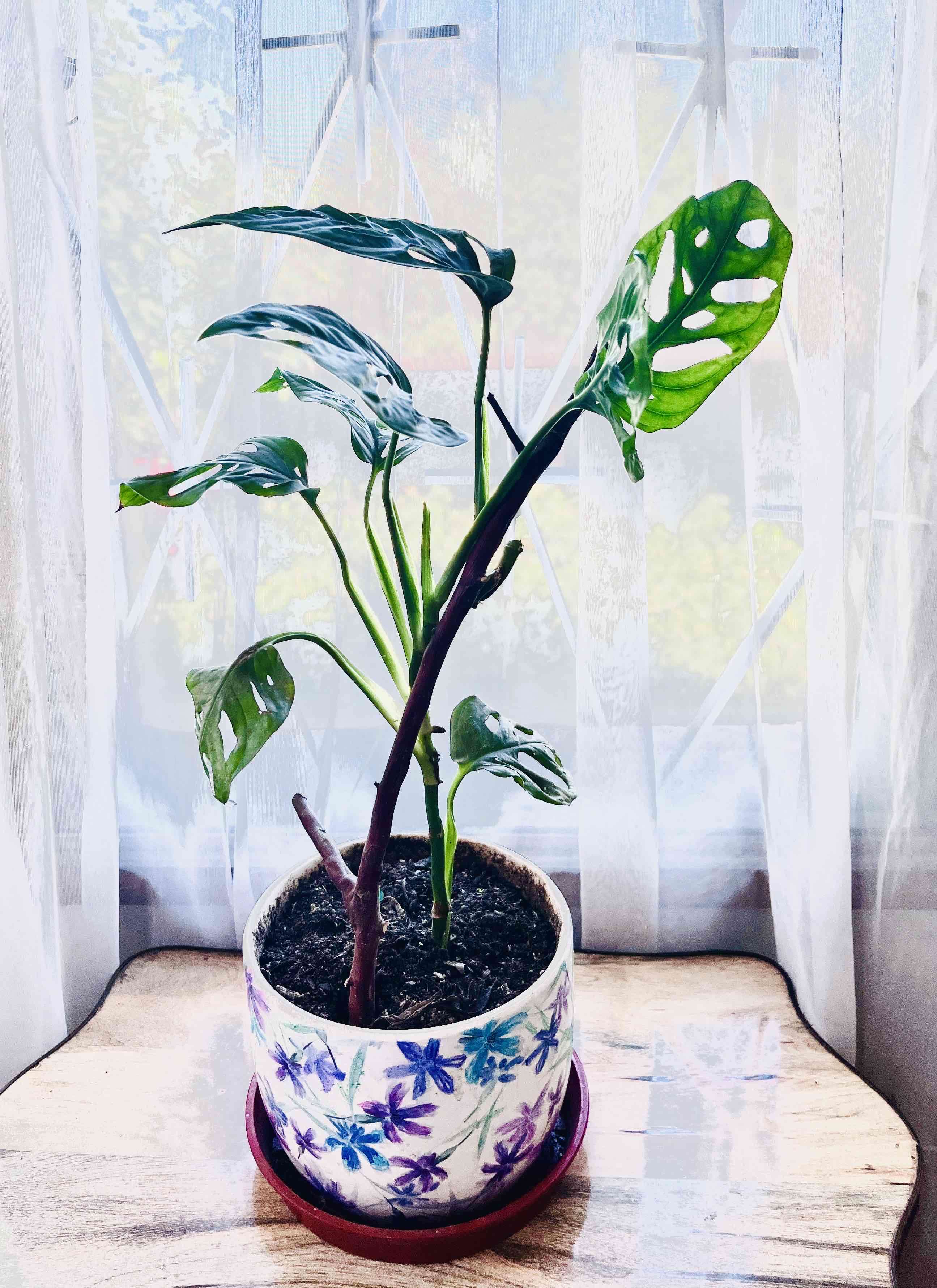 Planta Monstera Adansonii - miniatura 2