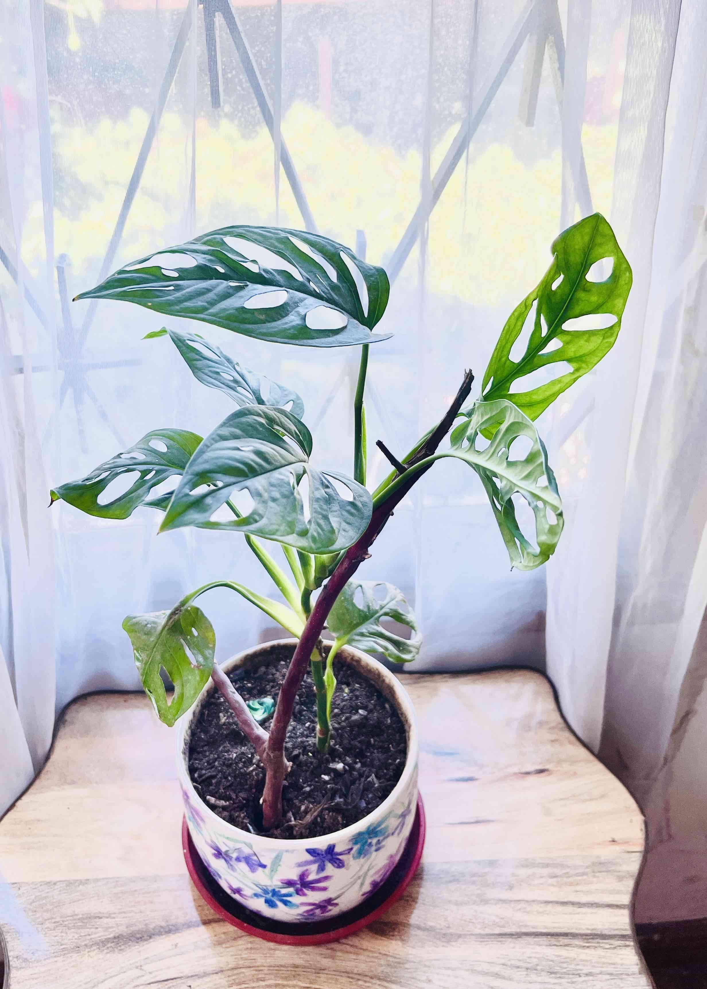 Planta Monstera Adansonii - miniatura 3