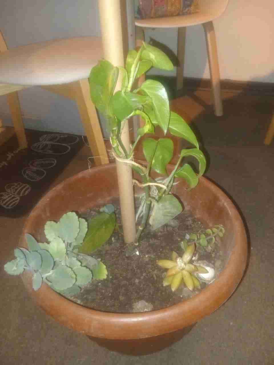 Macetero con plantas variadas - miniatura 1