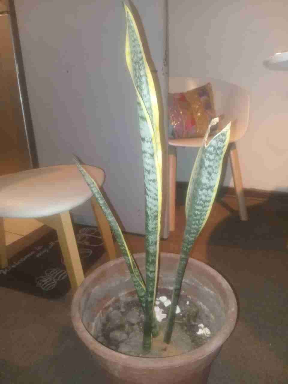 Macetero con plantas variadas - miniatura 2