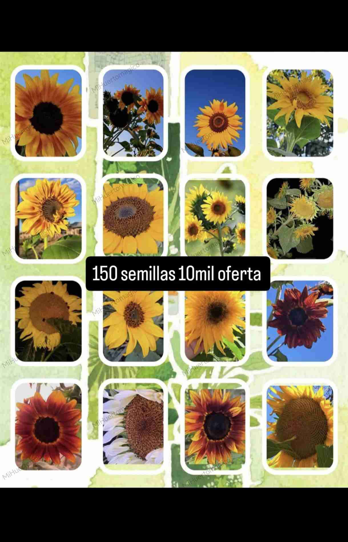 Semillas mix Girasol - miniatura 1