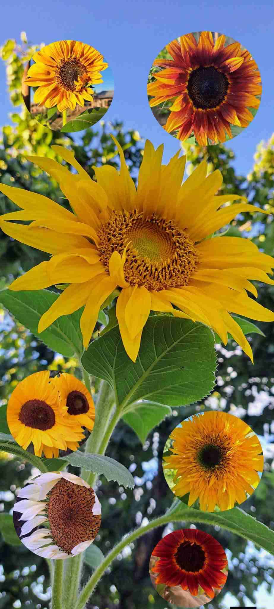 Semillas mix Girasol - miniatura 2