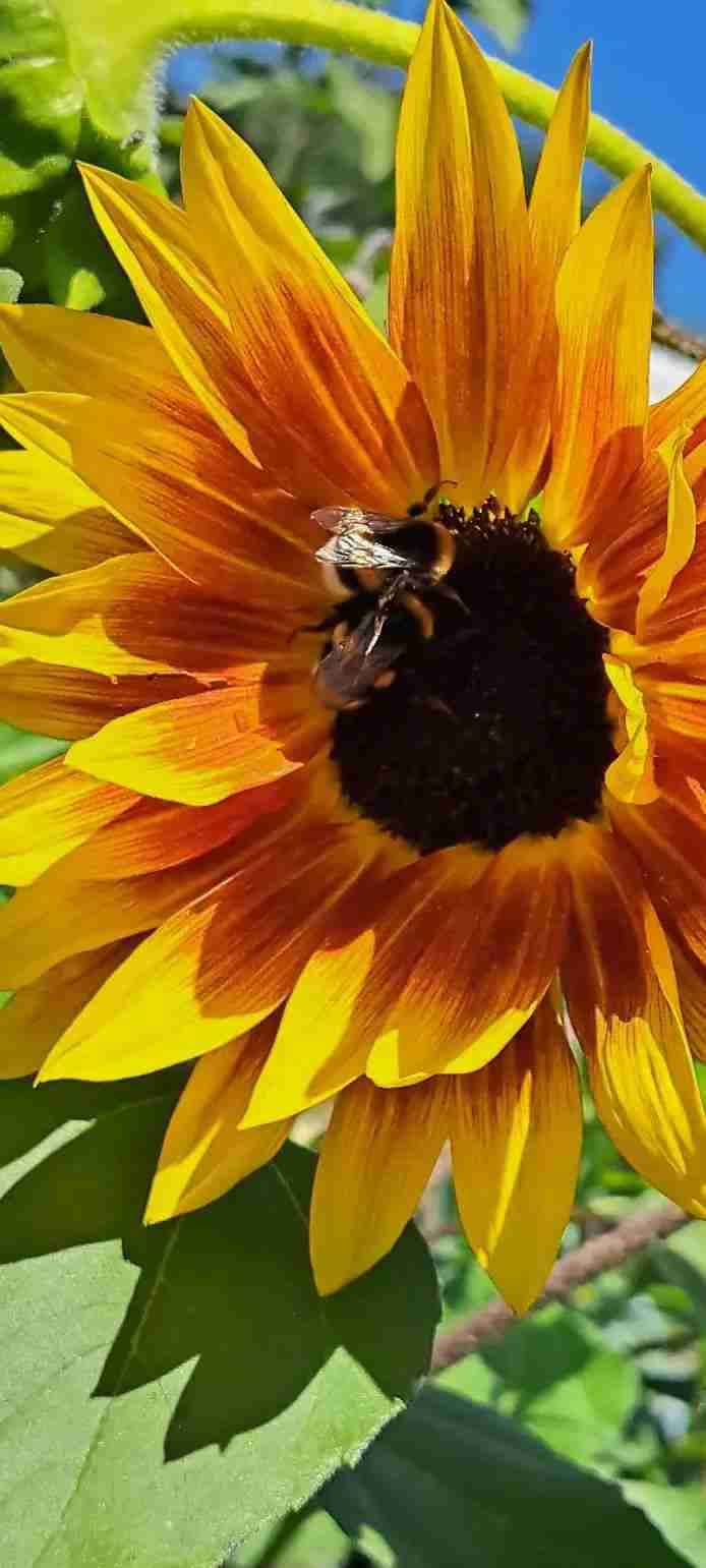 Semillas mix Girasol - miniatura 3