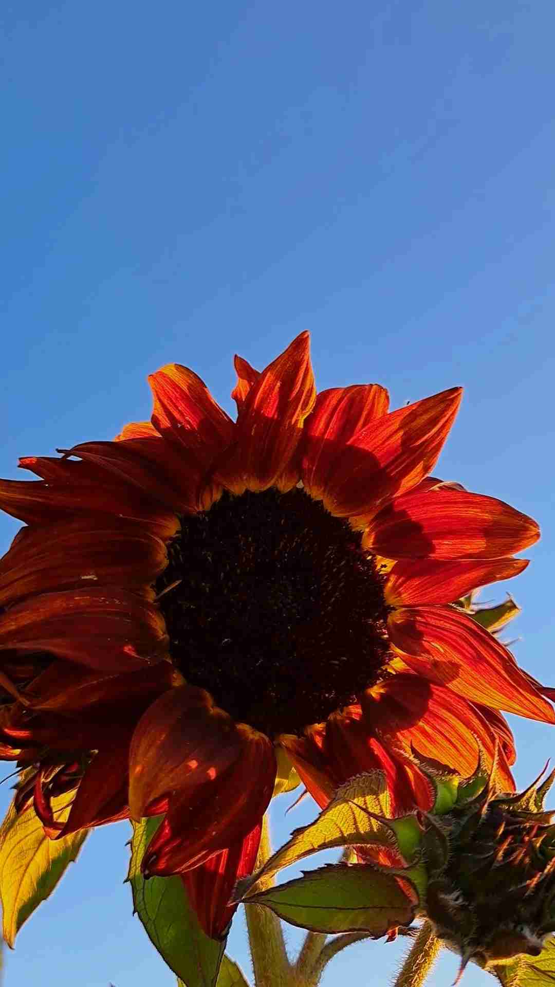 Semillas mix Girasol - miniatura 5