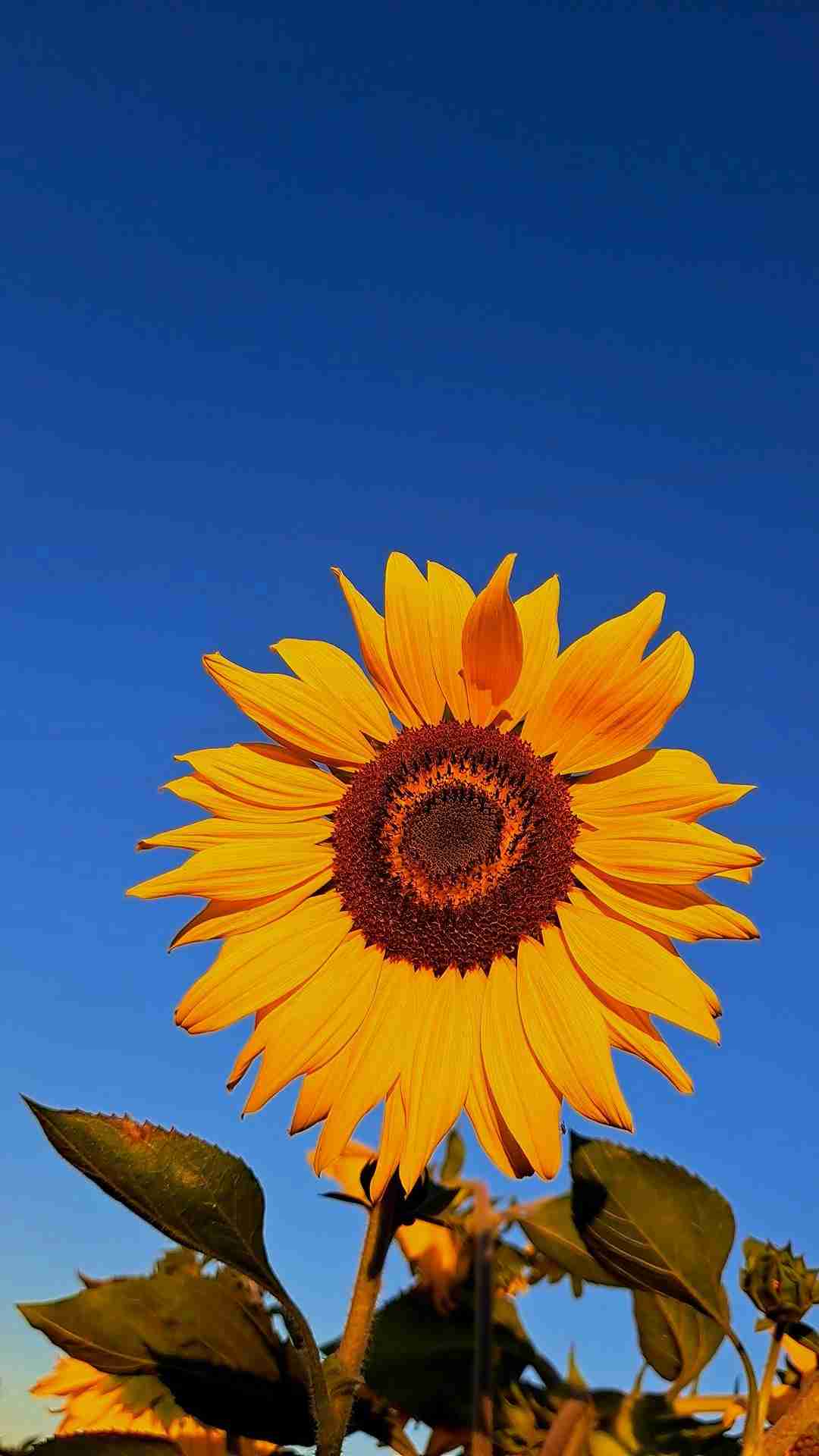 Semillas mix Girasol - miniatura 6