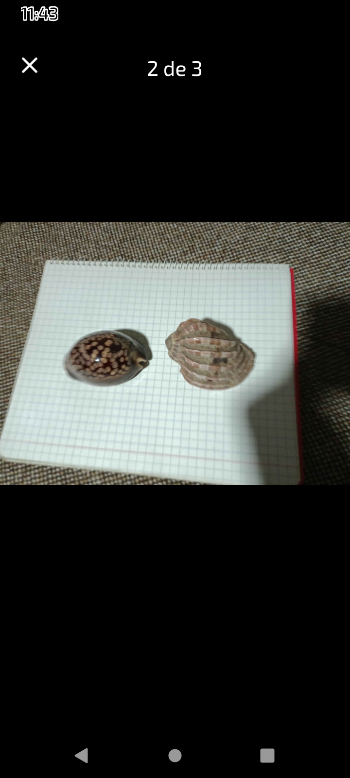 Conchas decorativas - miniatura 2