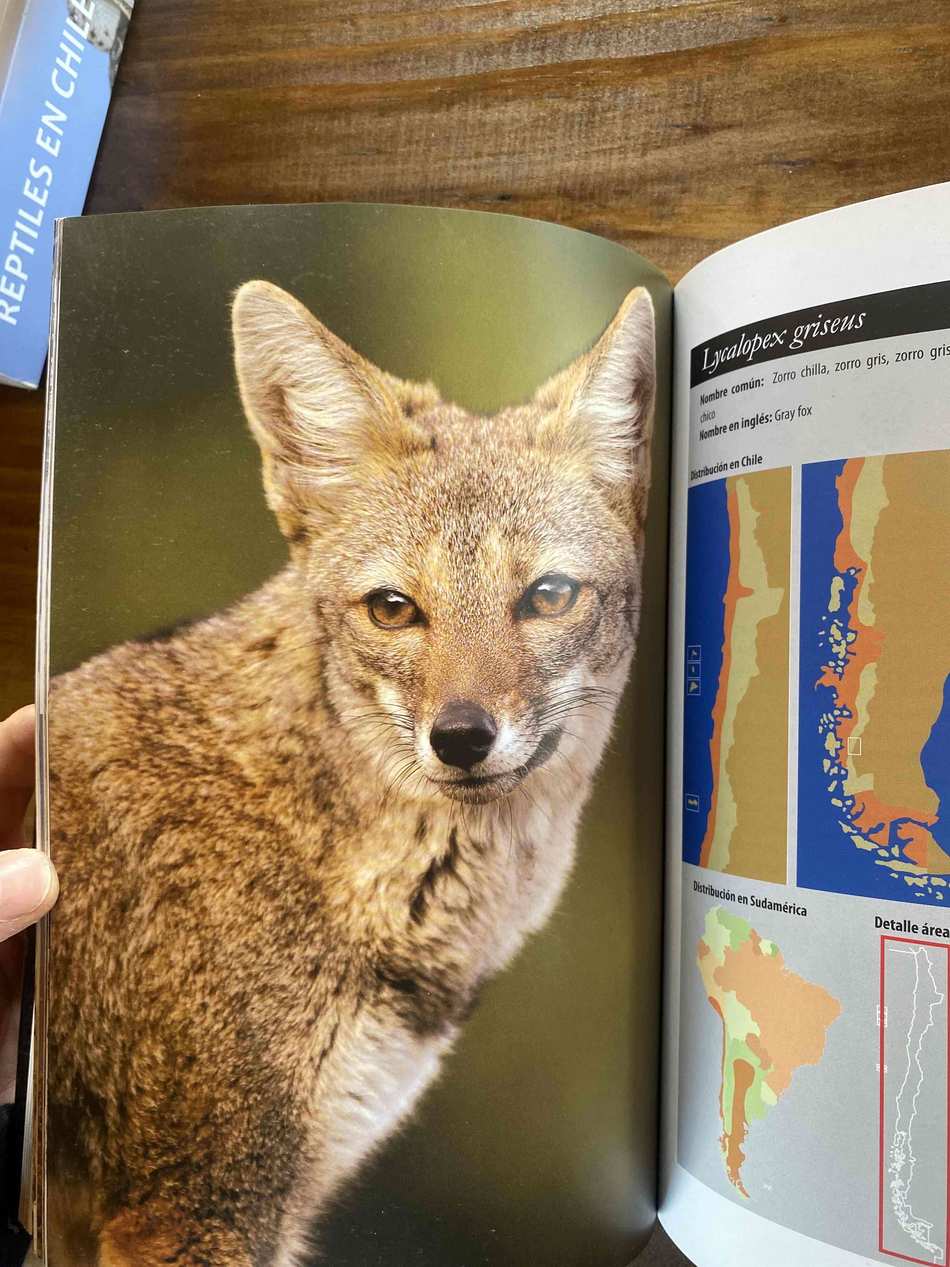 Libro Los Carnívoros de Chile - miniatura 2