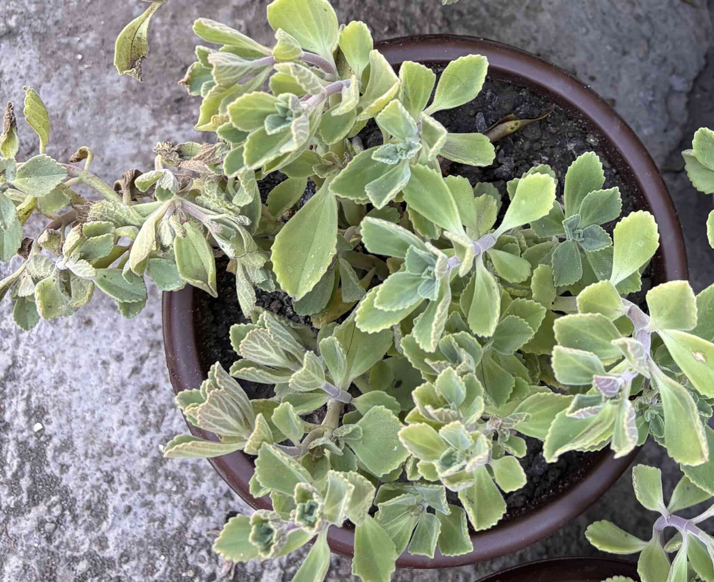 Oregano frances u orejon - miniatura 1