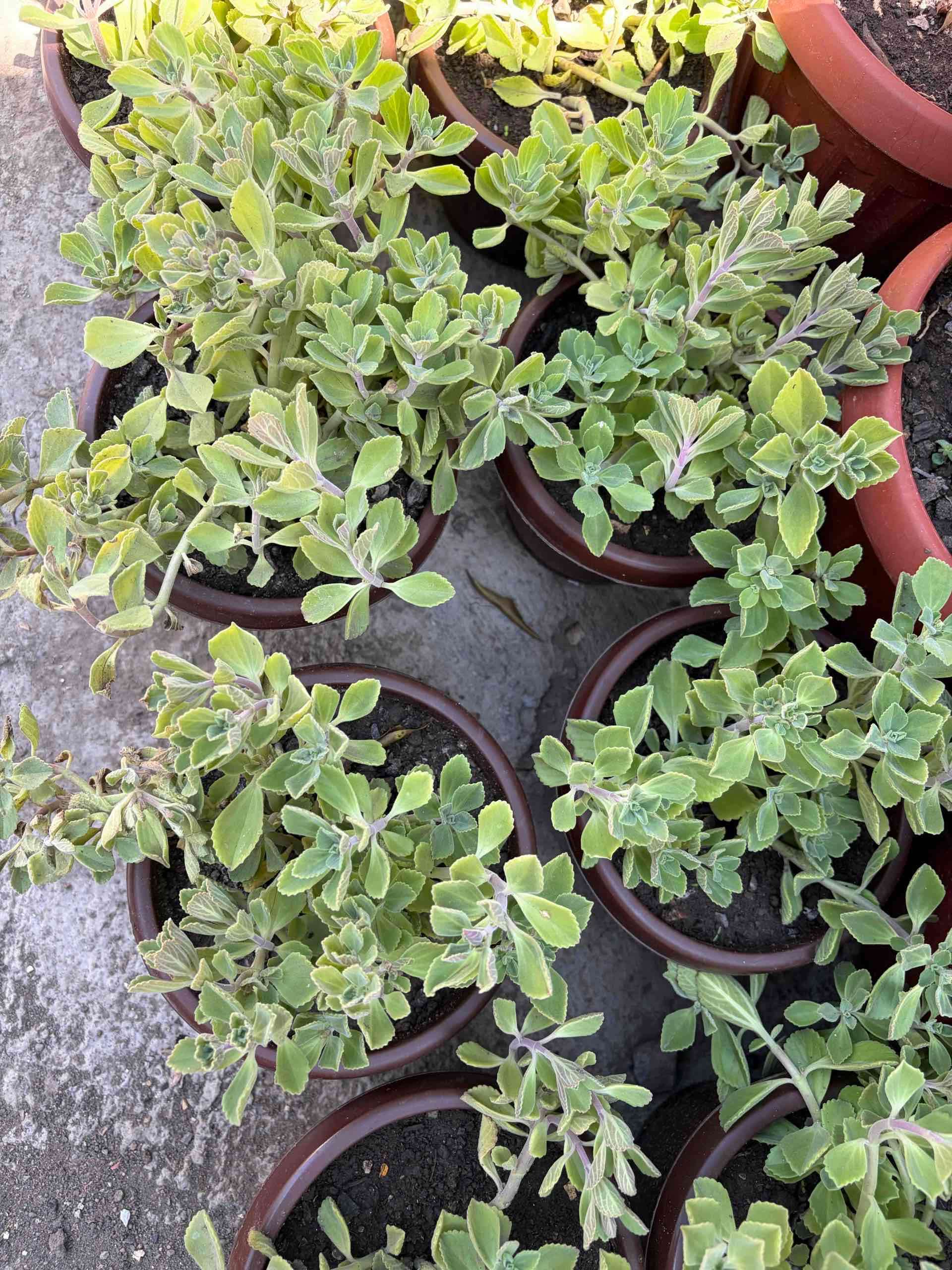 Oregano frances u orejon - miniatura 2