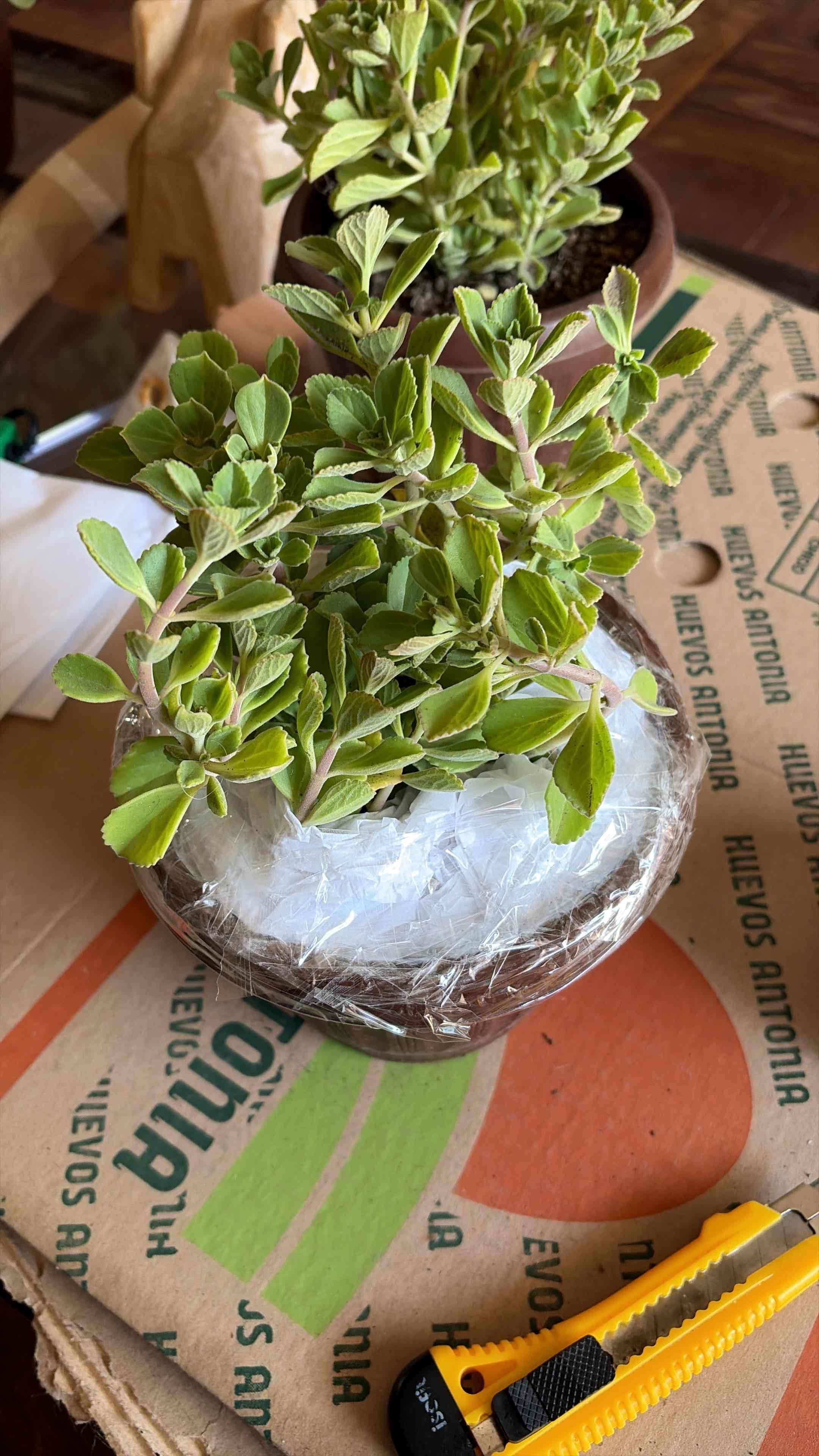 Oregano frances u orejon - miniatura 3