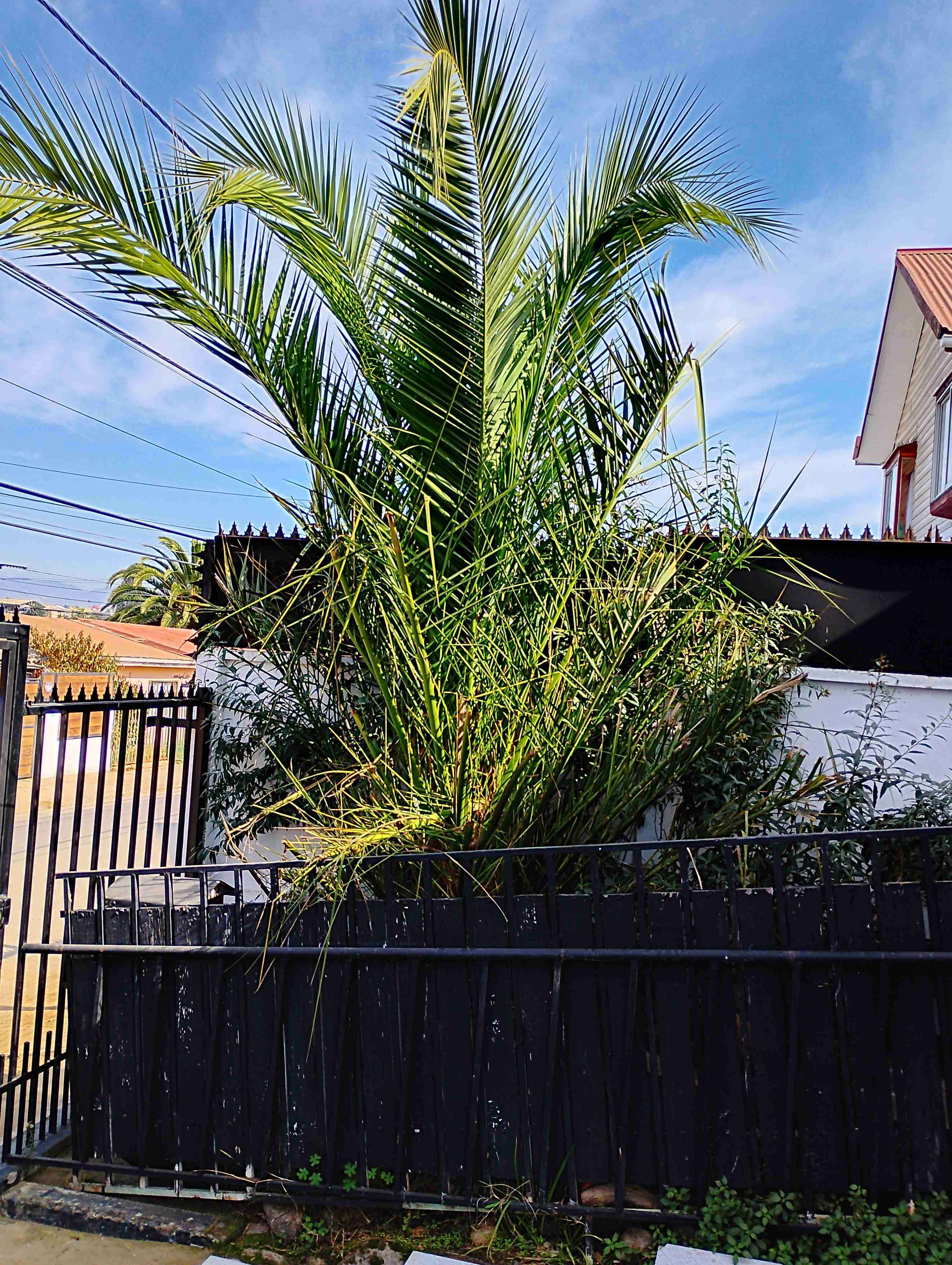 Palmera en maceta grande - miniatura 1