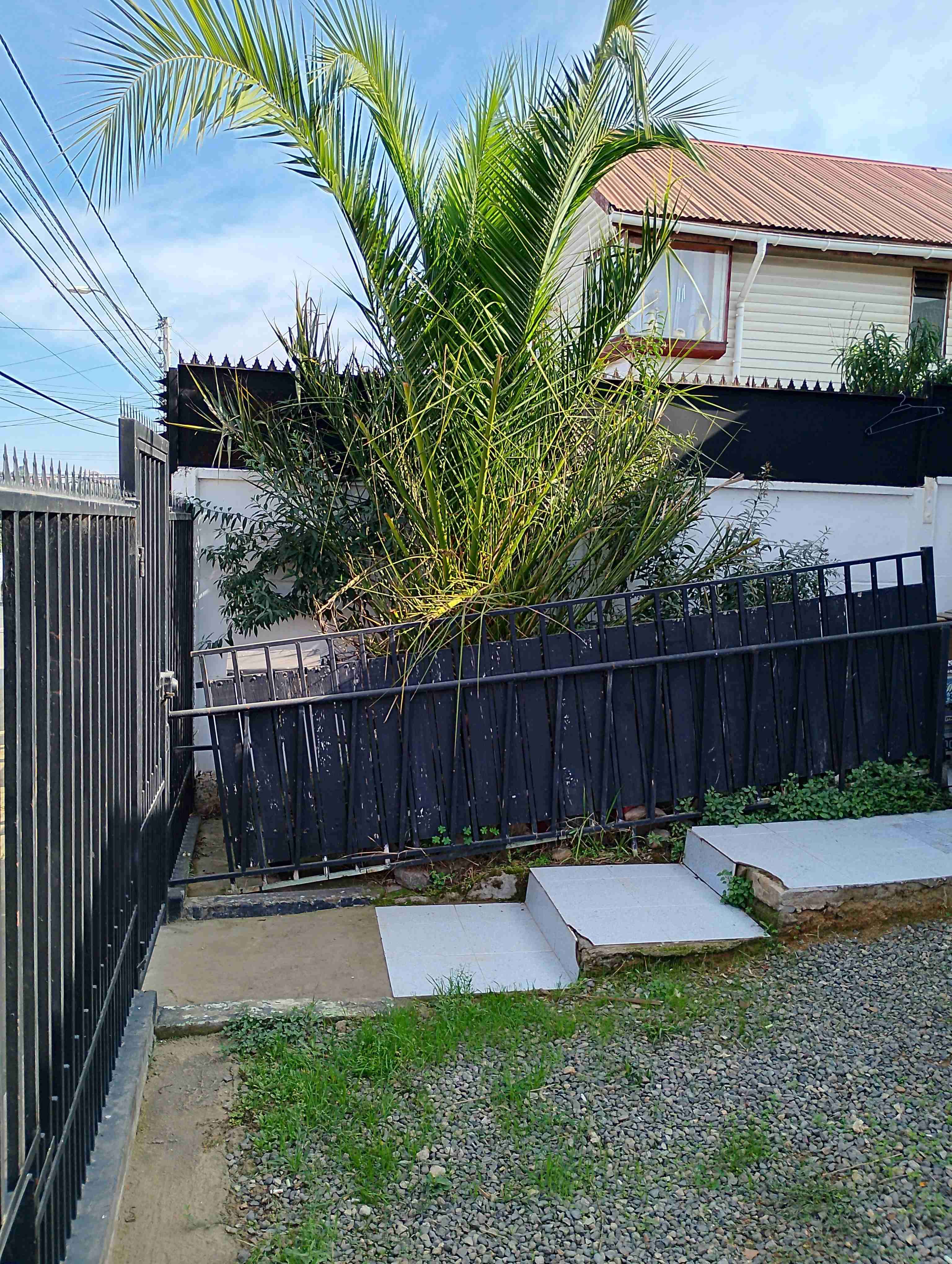 Palmera en maceta grande - miniatura 2