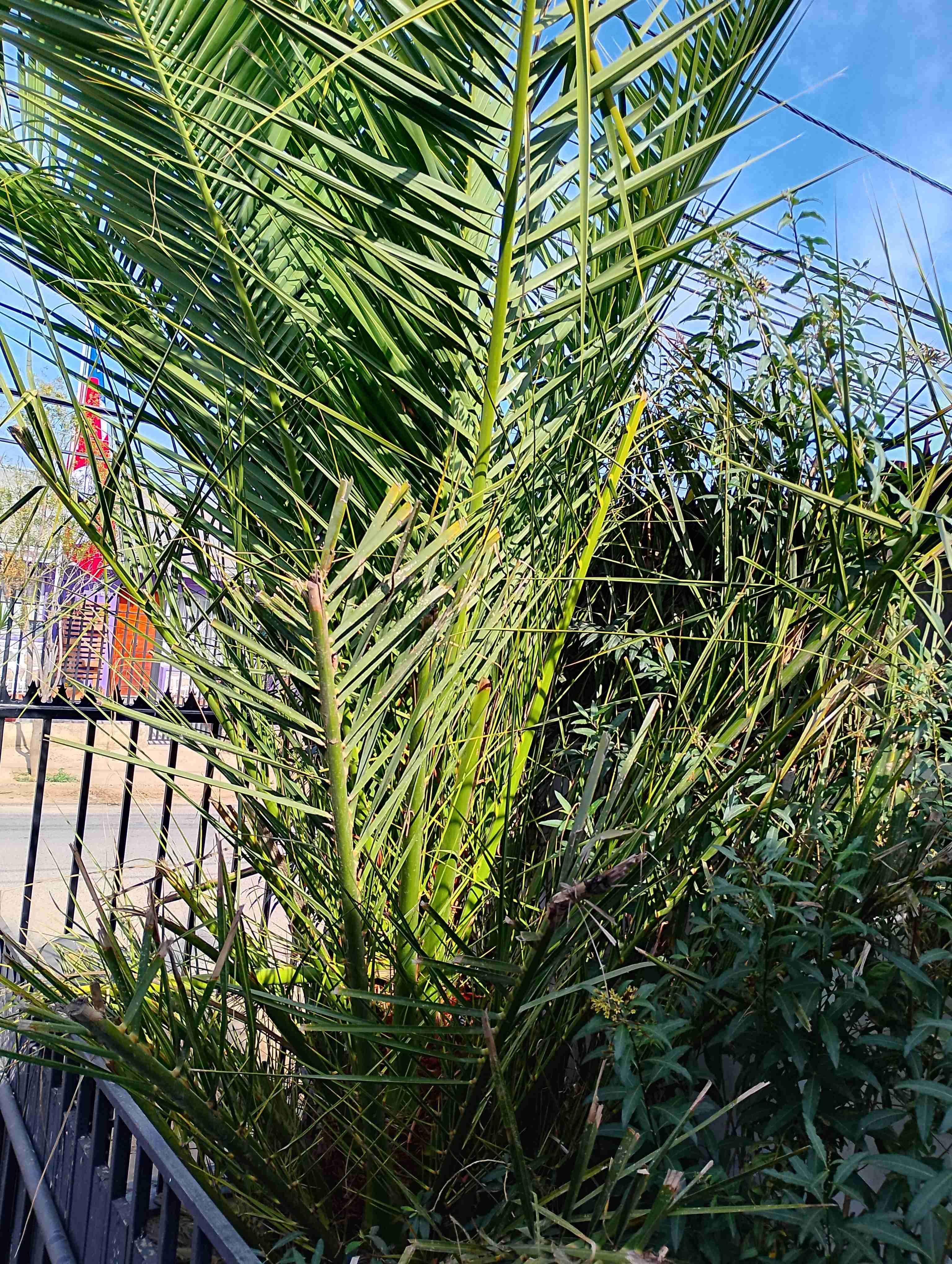 Palmera en maceta grande - miniatura 3