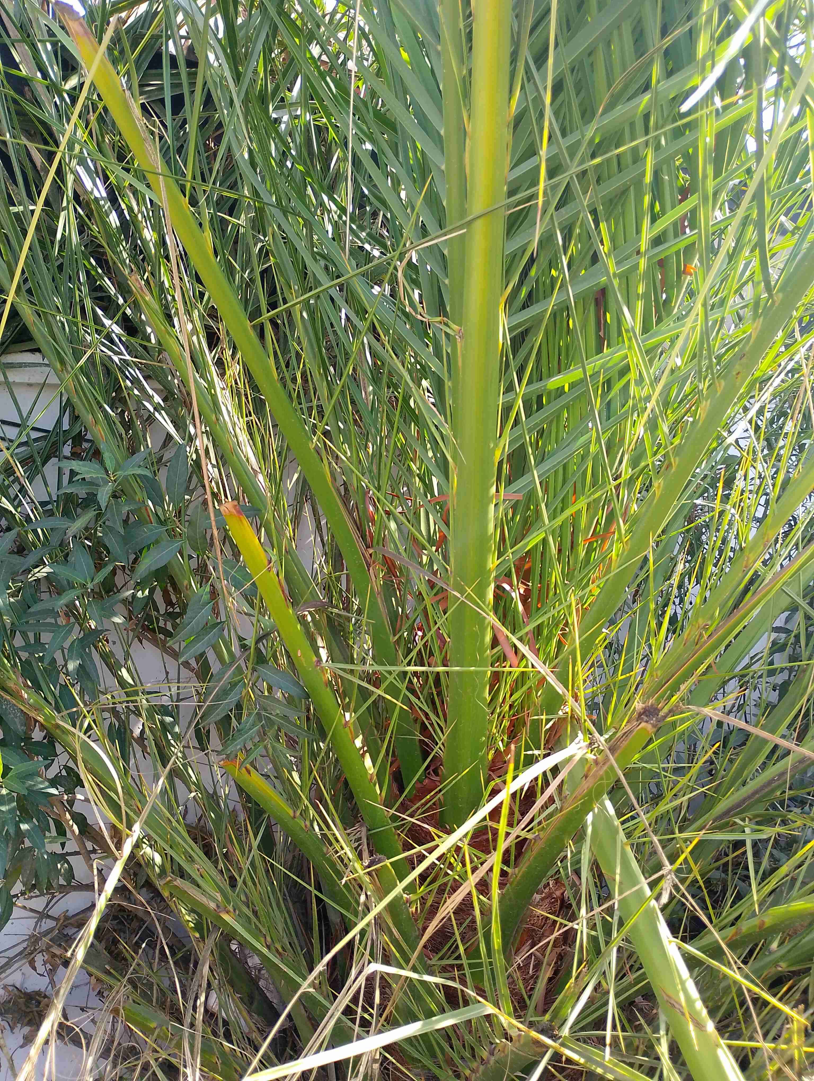 Palmera en maceta grande - miniatura 4