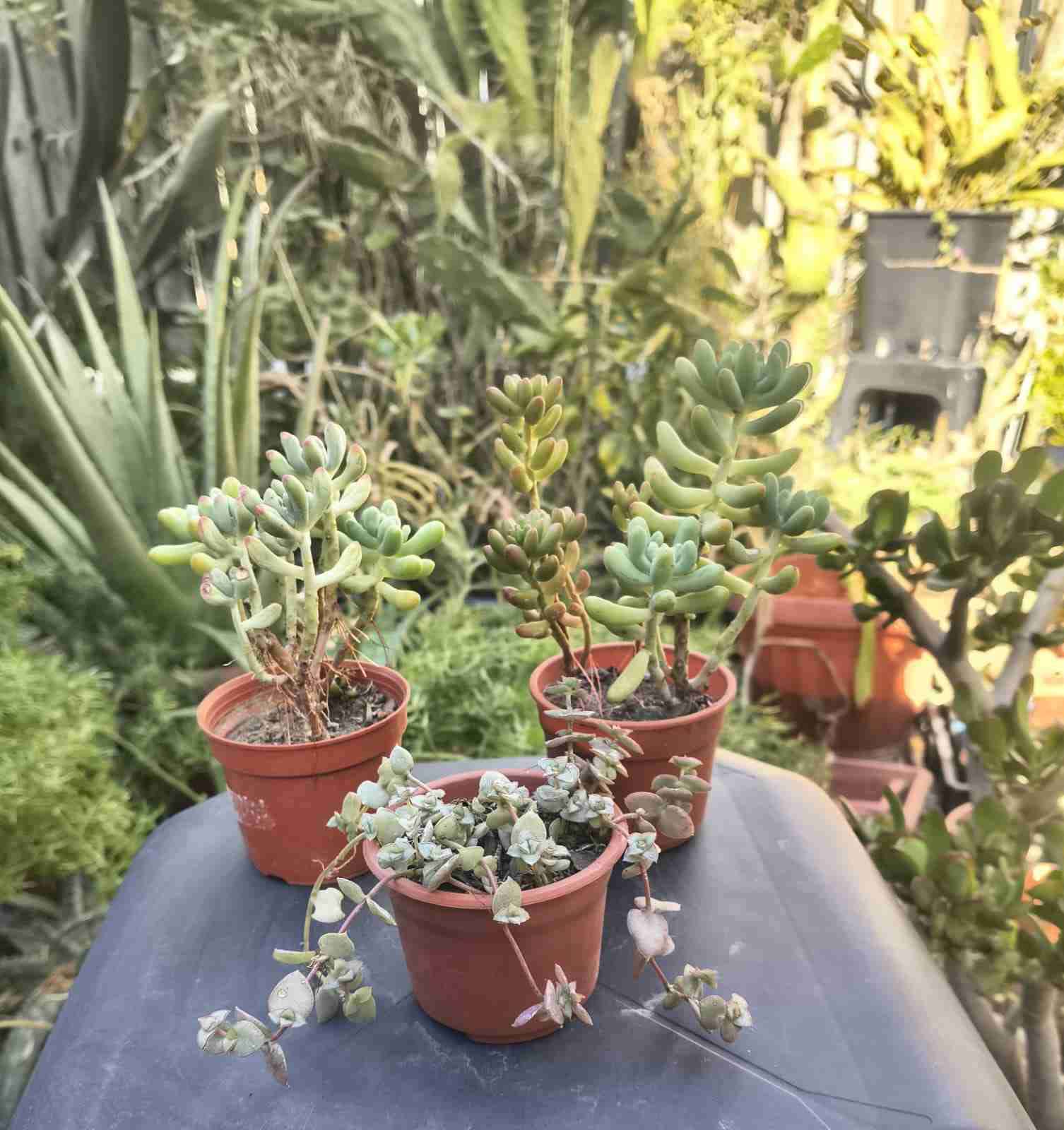 Suculentas en macetas - miniatura 1