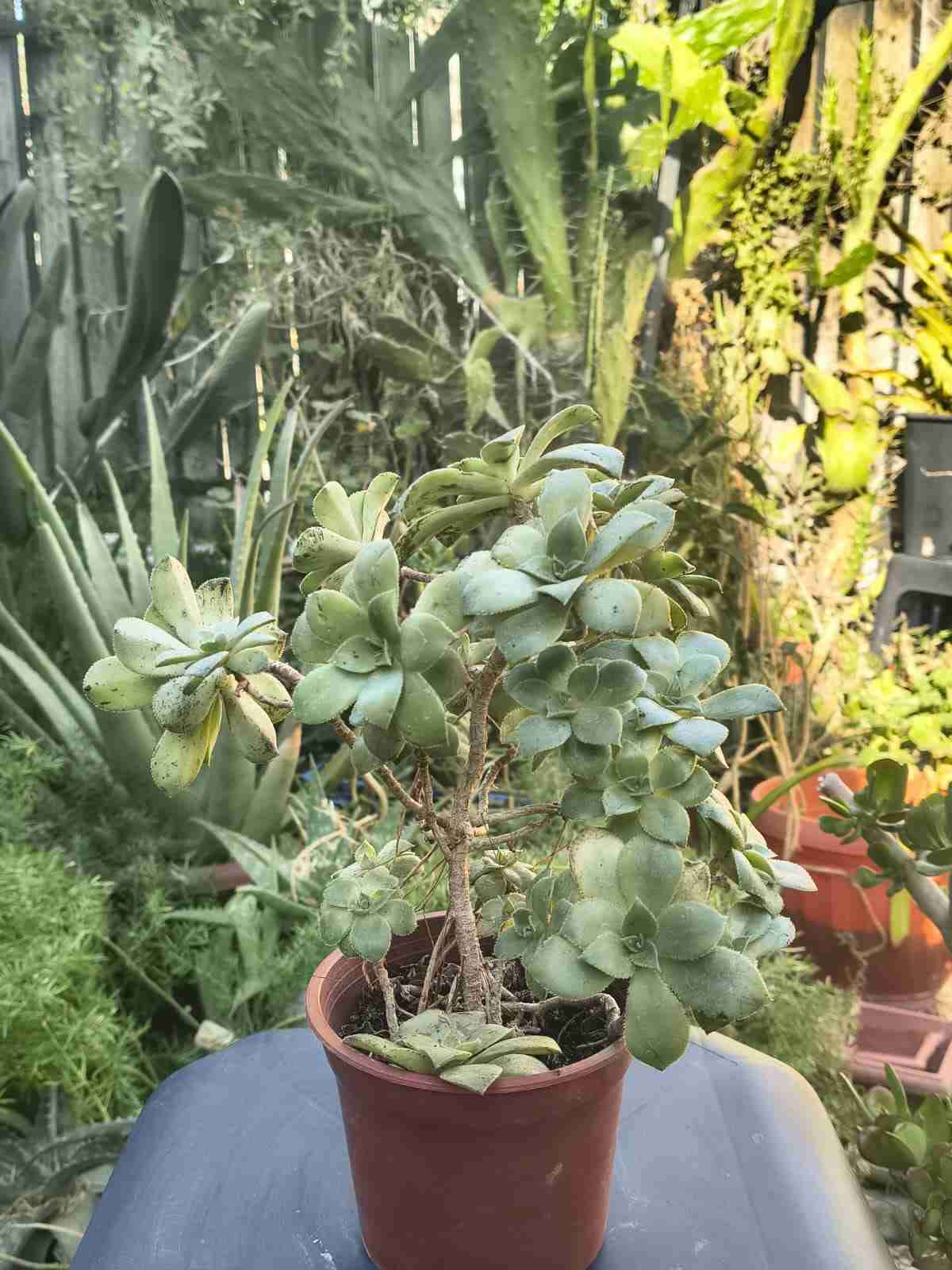 Suculentas en macetas - miniatura 2