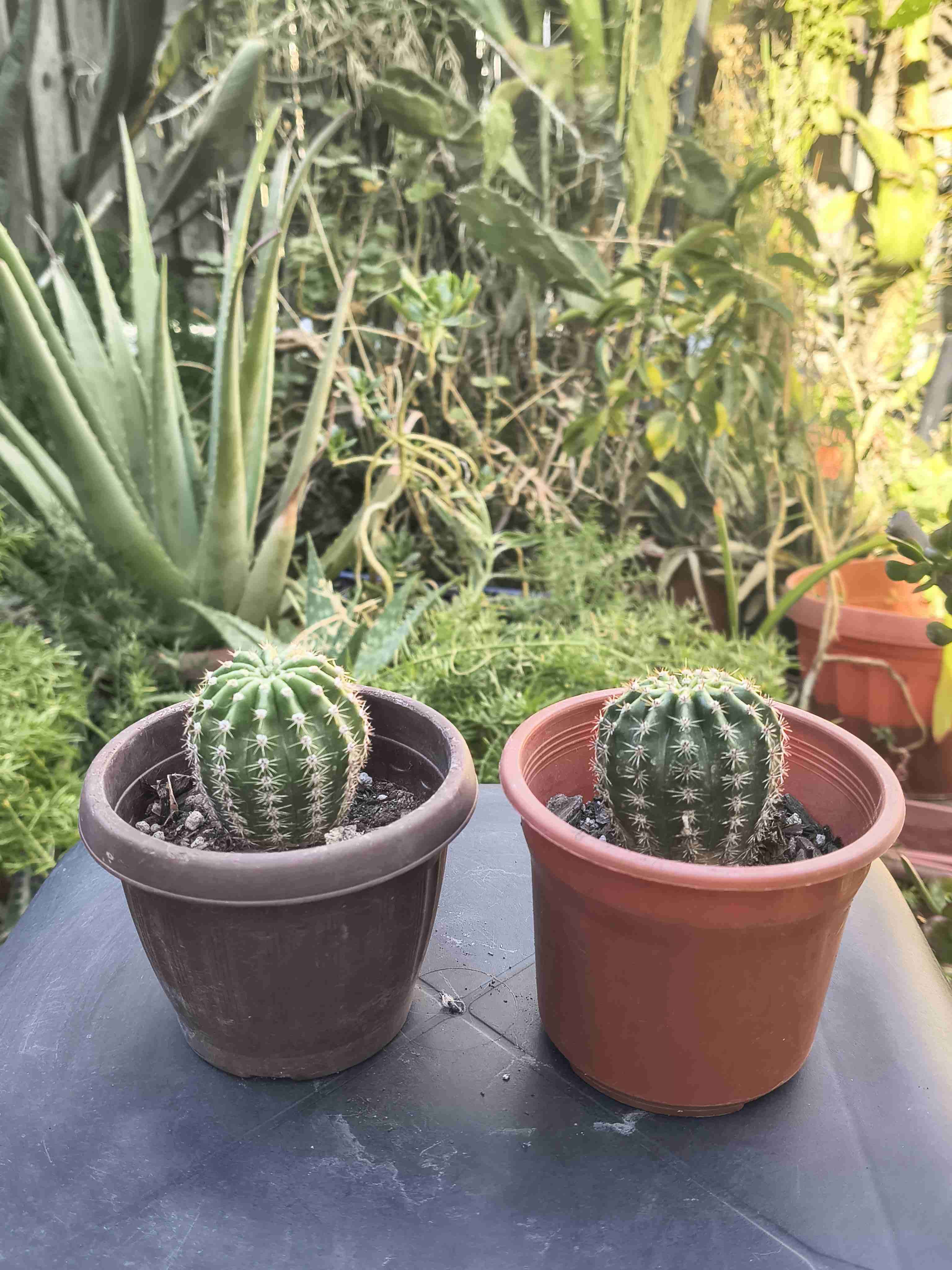 Cactus en macetas - miniatura 1