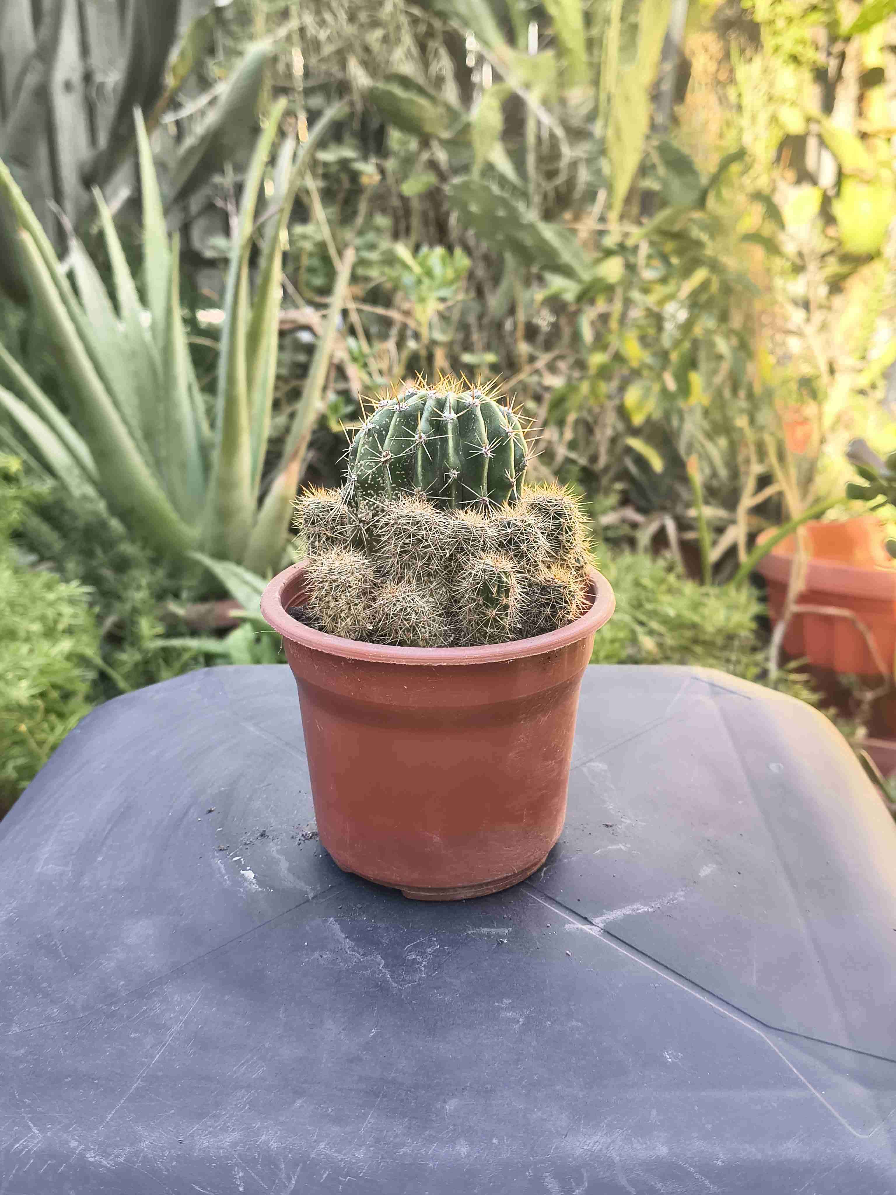 Cactus en macetas - miniatura 2