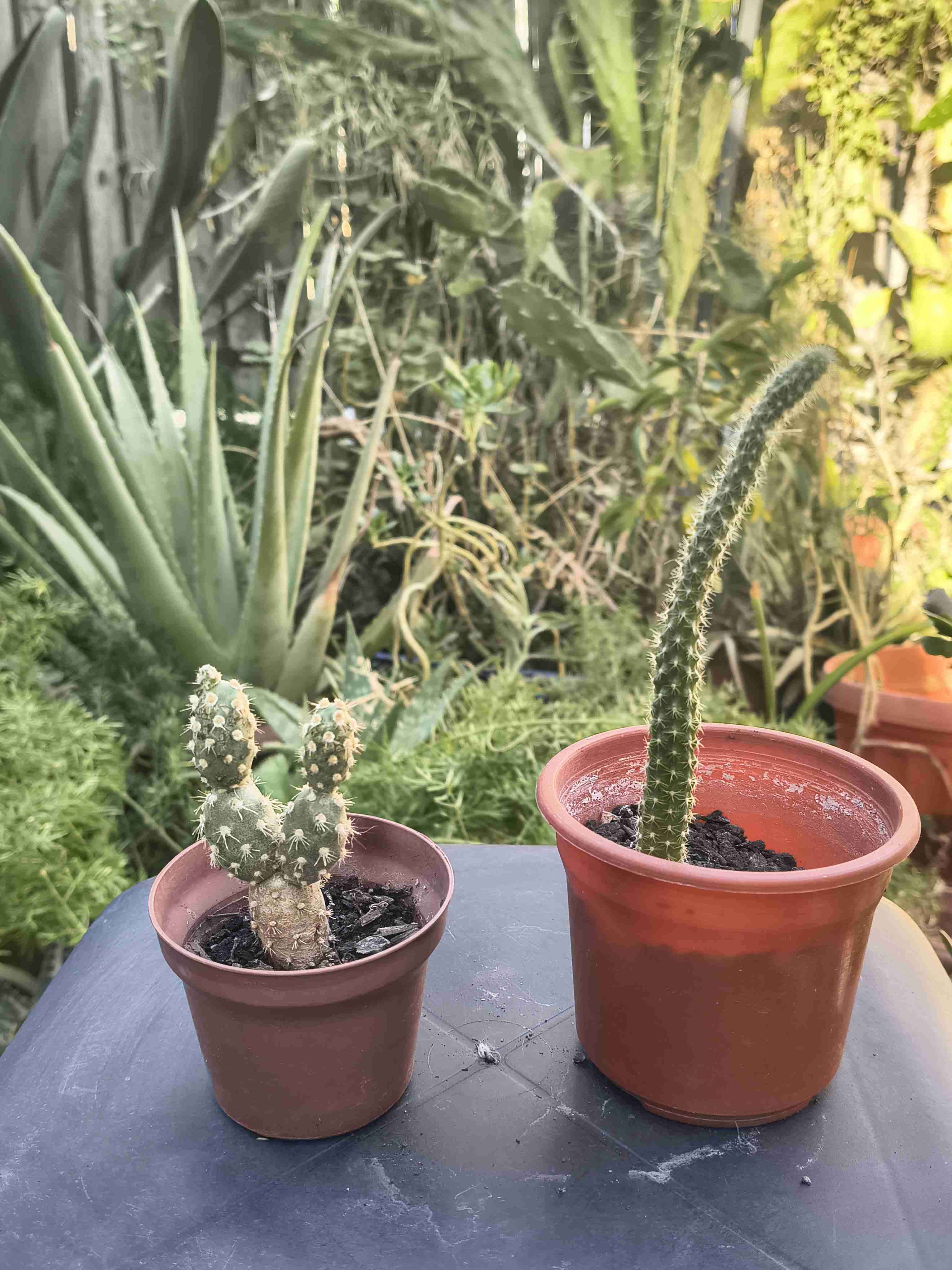 Cactus en macetas - miniatura 3