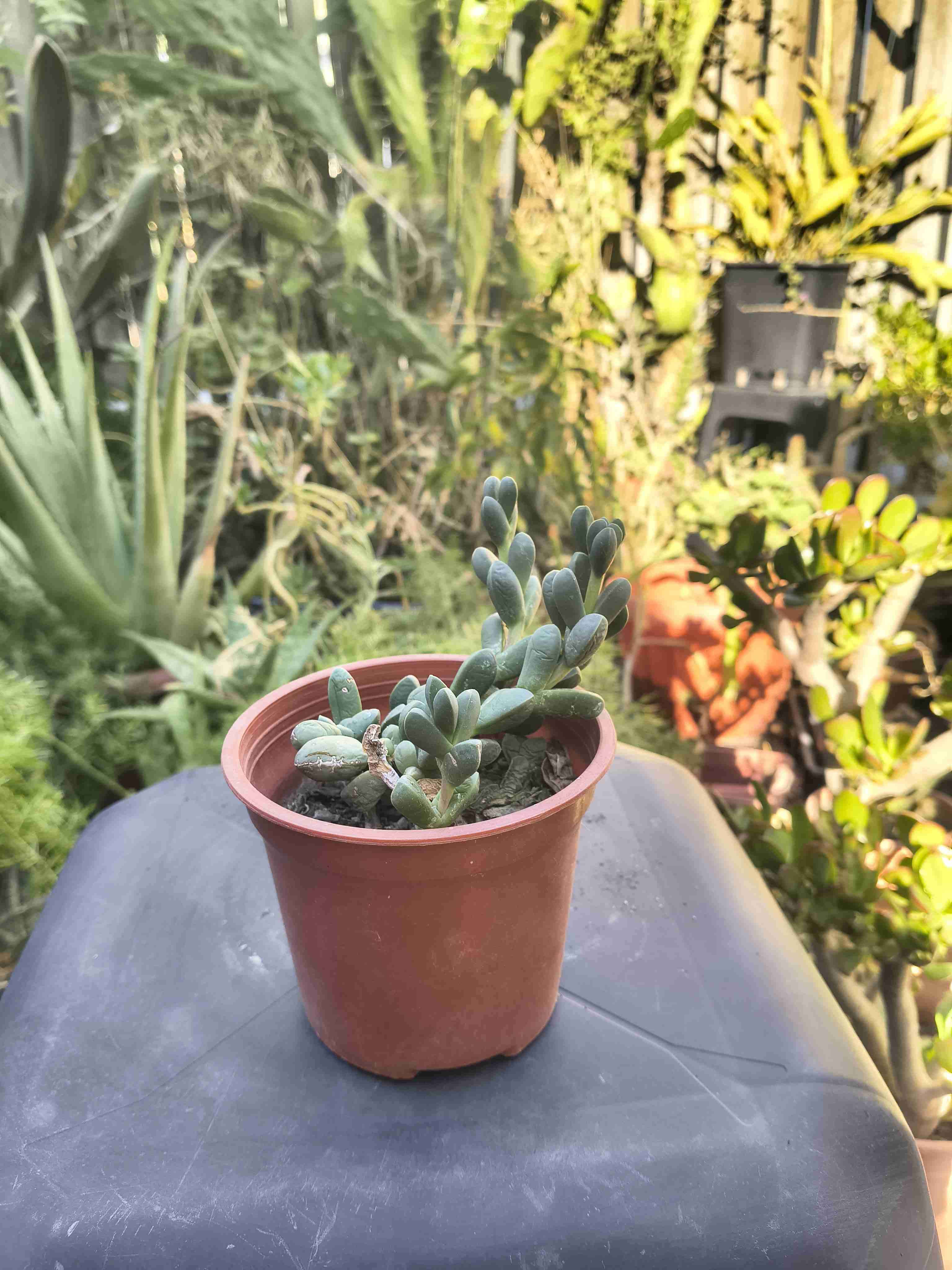 Cactus en macetas - miniatura 4