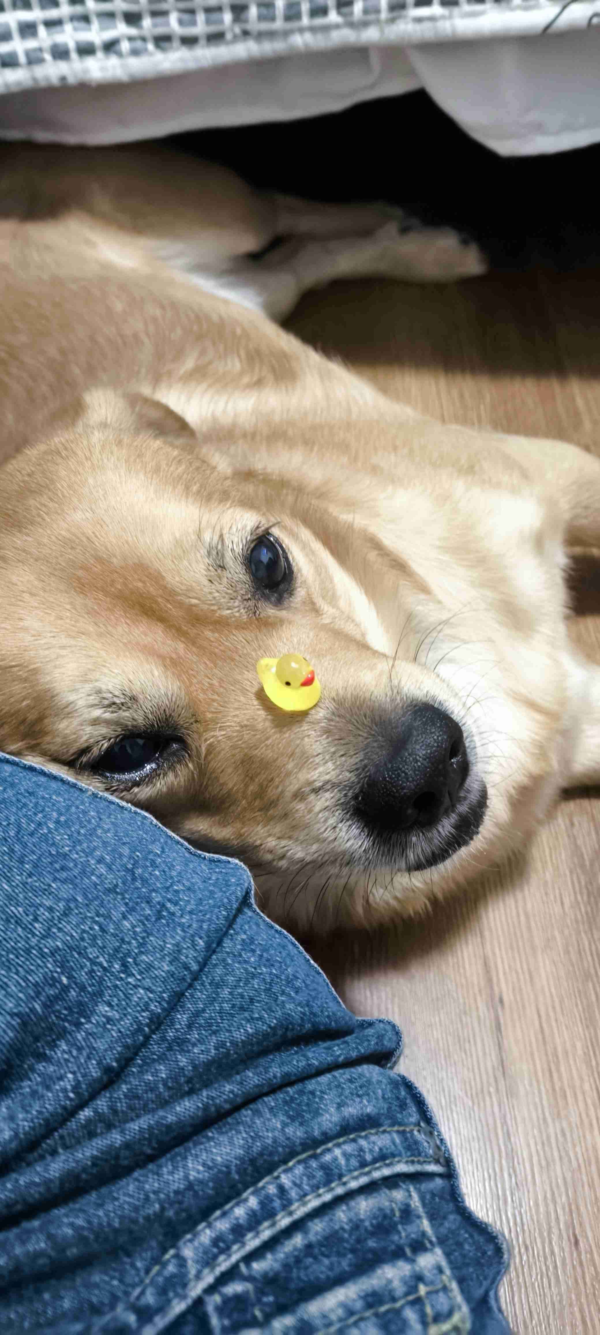 Figuras de patitos decorativos - miniatura 3