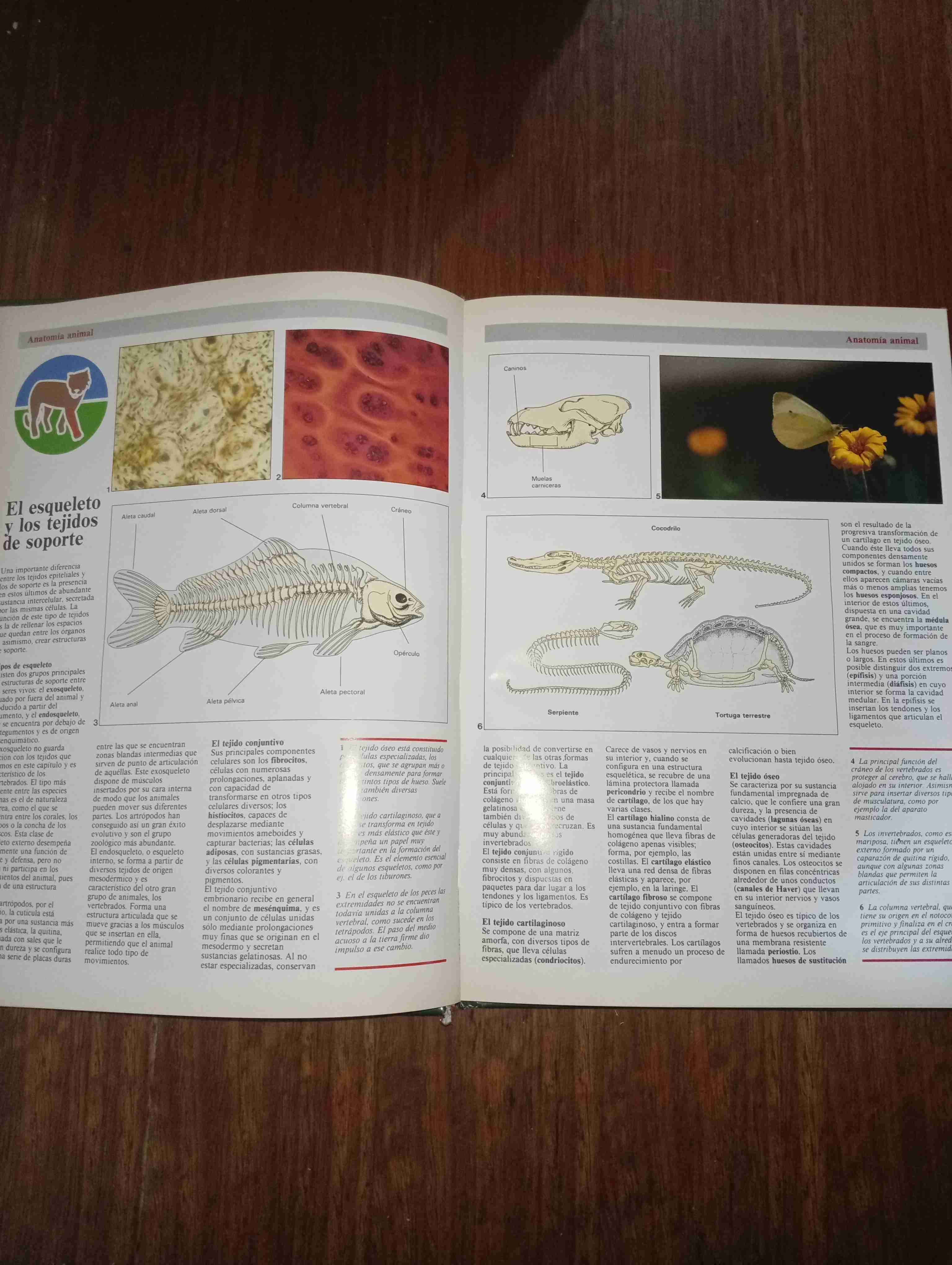 Libro Zoología usado - miniatura 3