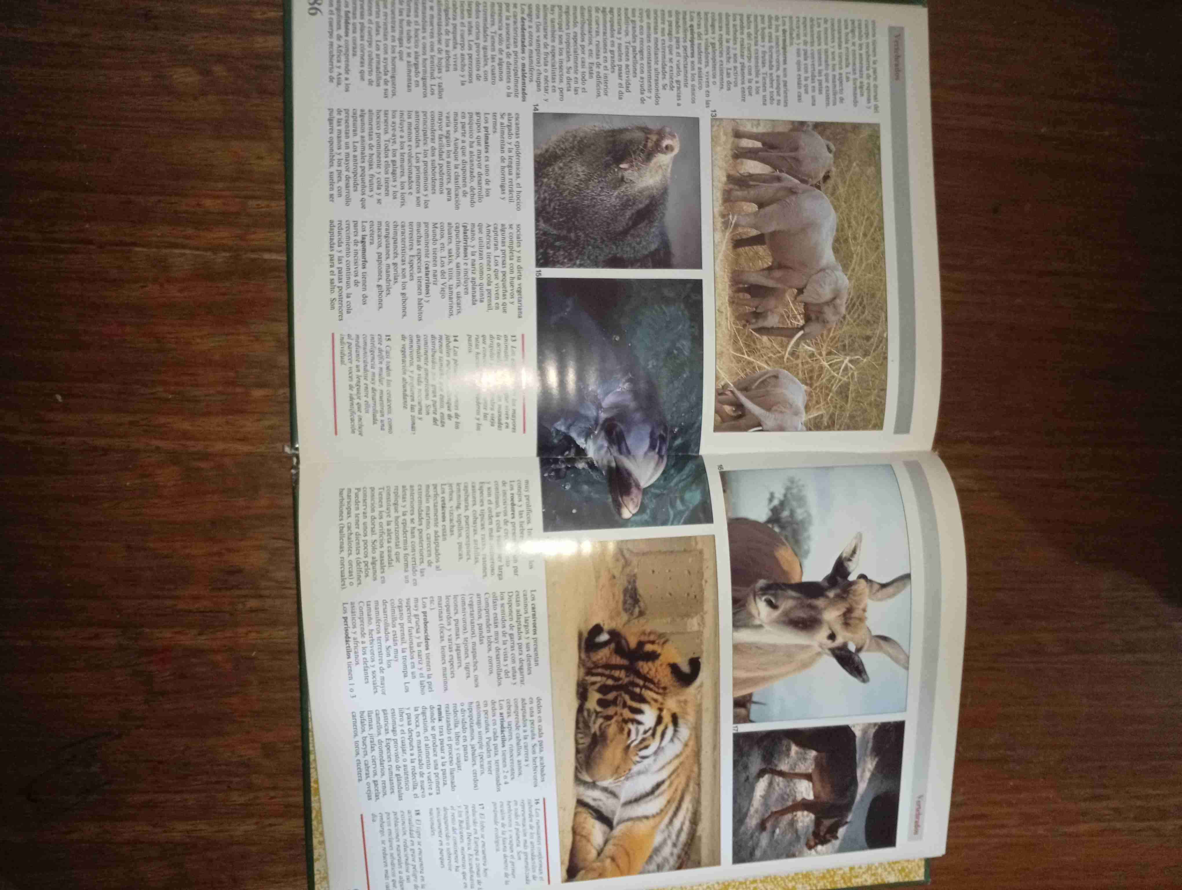 Libro Zoología usado - miniatura 4