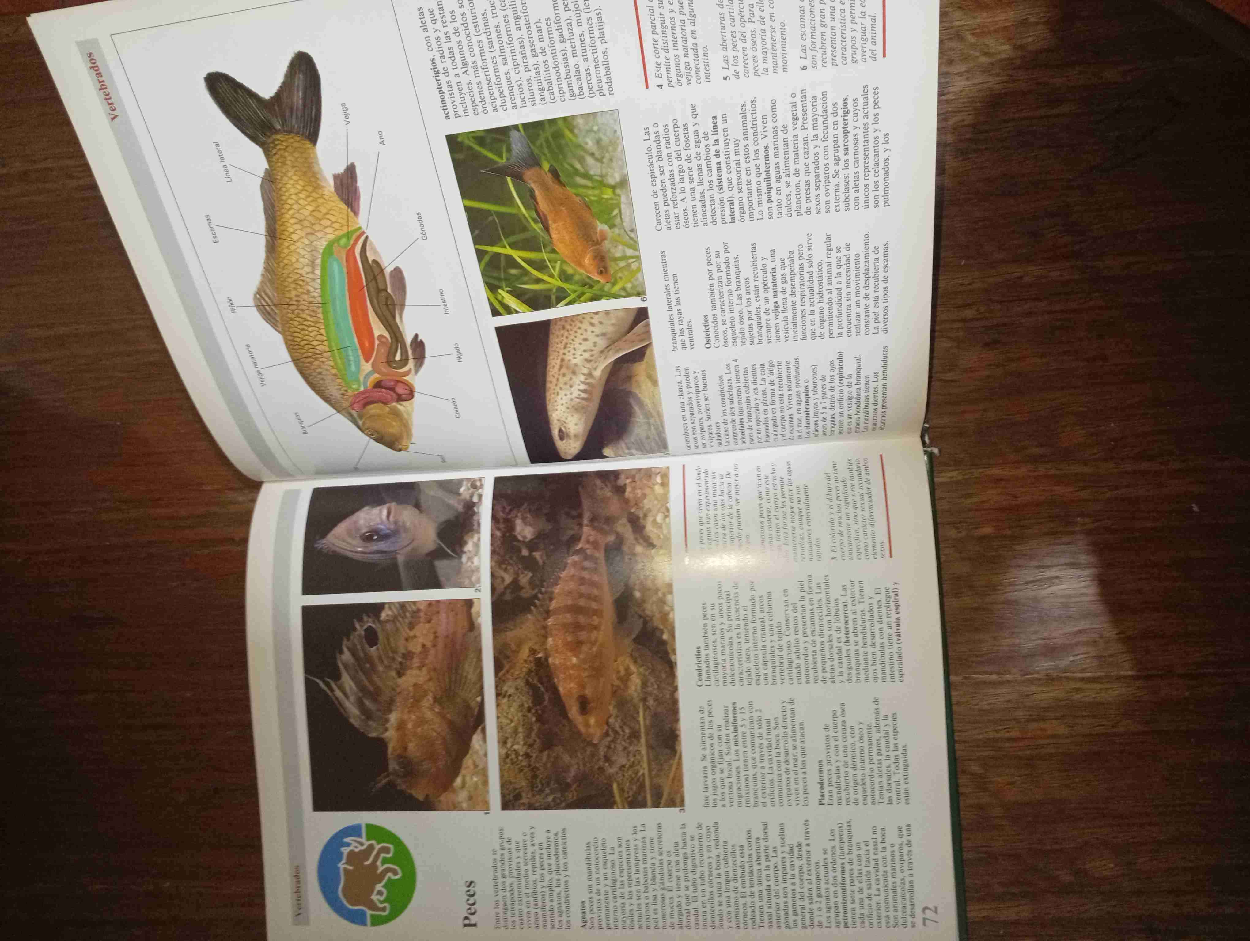 Libro Zoología usado - miniatura 6