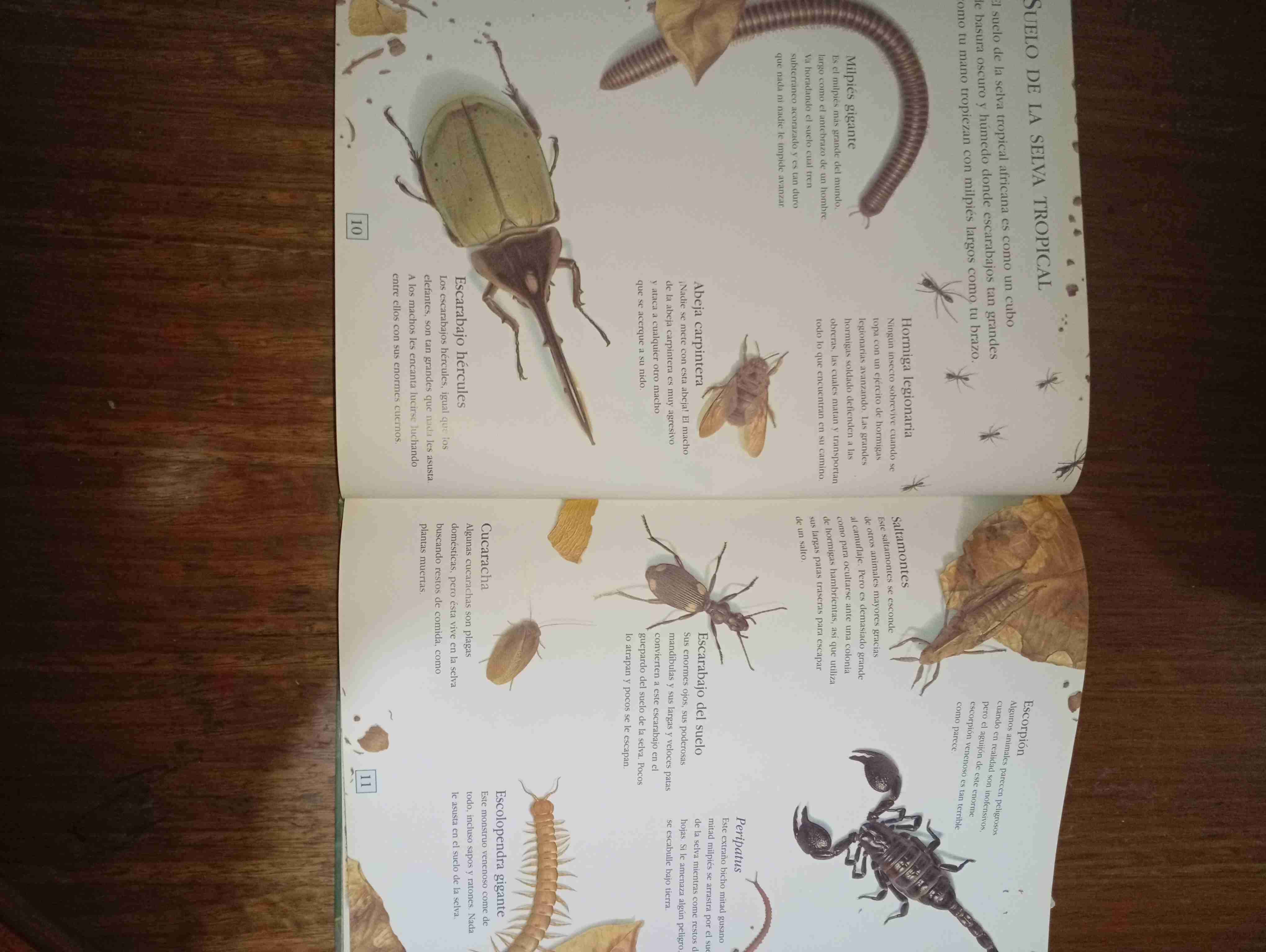 Libro Los Secretos del Bosque - miniatura 3